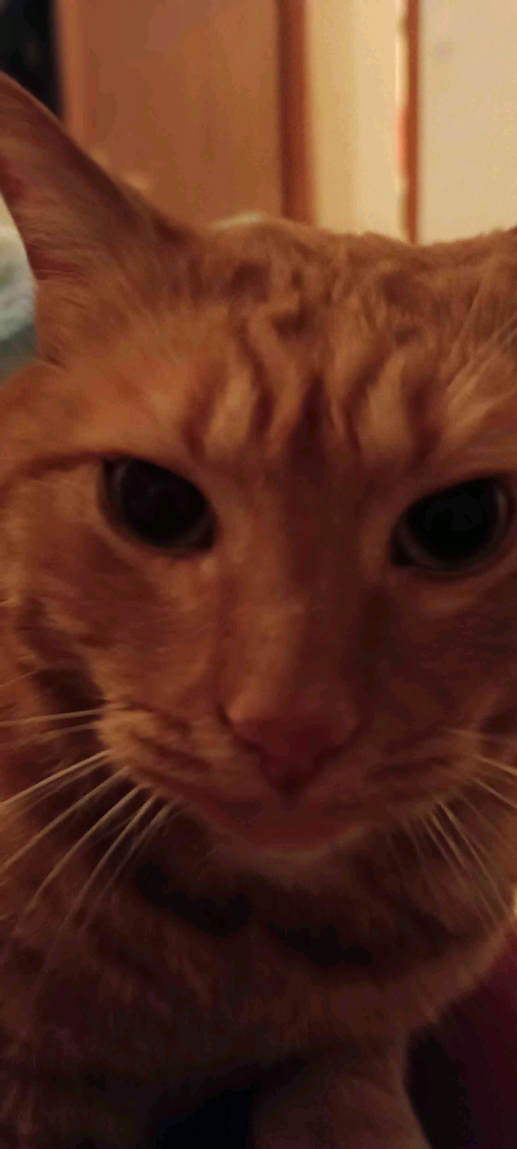 El catto (smerger.lens) Lens social identity (.lens handle) PFP