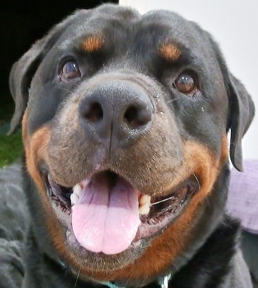 Viking Leif (vikingcrypto.lens) Lens social identity (.lens handle) PFP