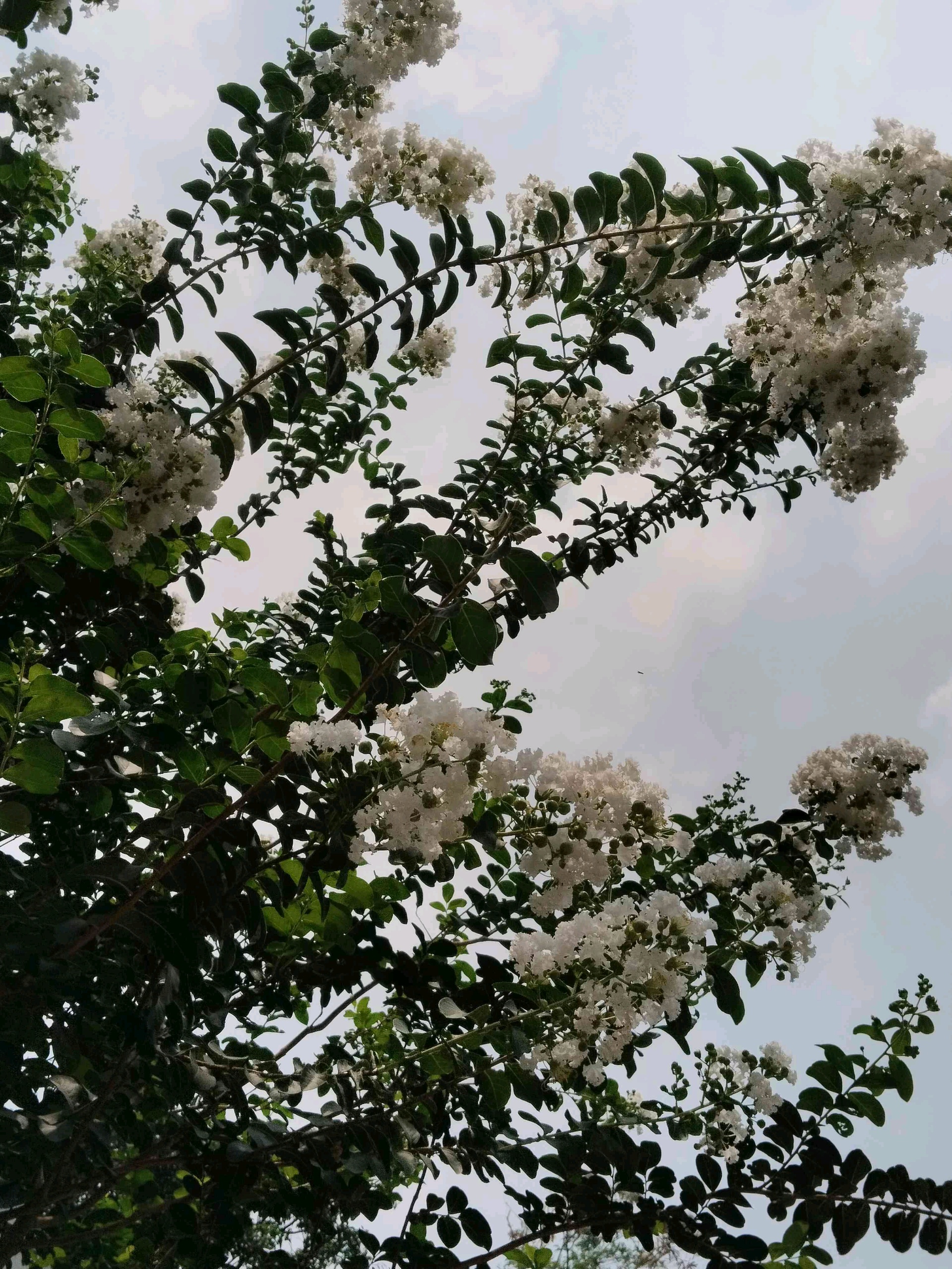 urmi (oxvergosem.lens) Lens social identity (.lens handle) PFP