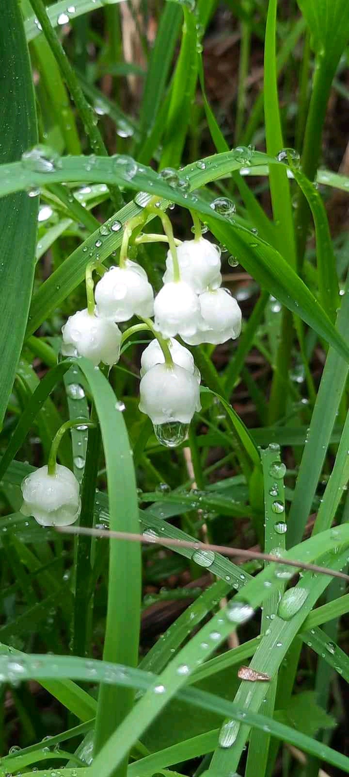 Maria (nienieala.lens) Lens social identity (.lens handle) PFP