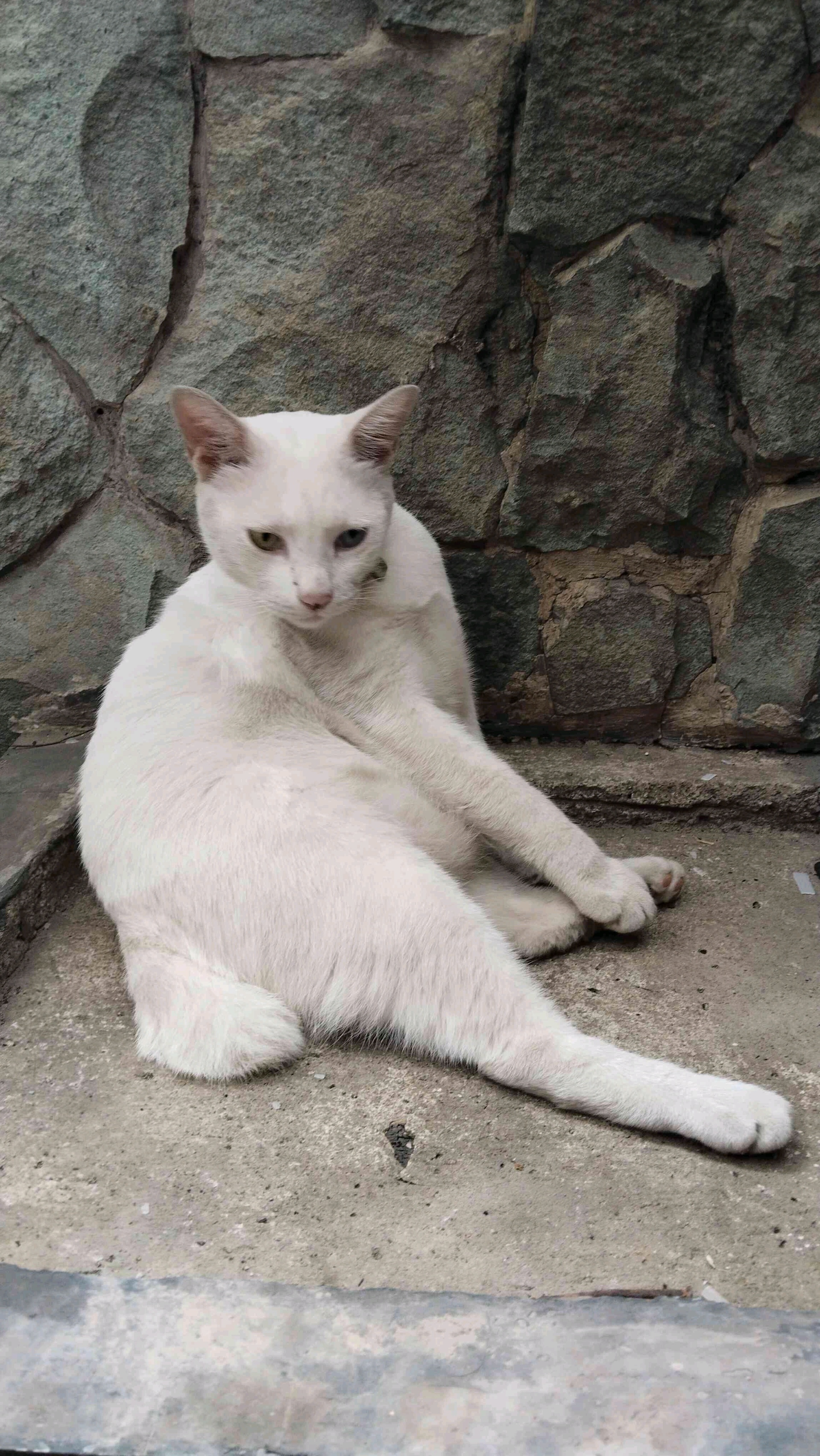 Geru (milliondollar.lens) Lens social identity (.lens handle) PFP