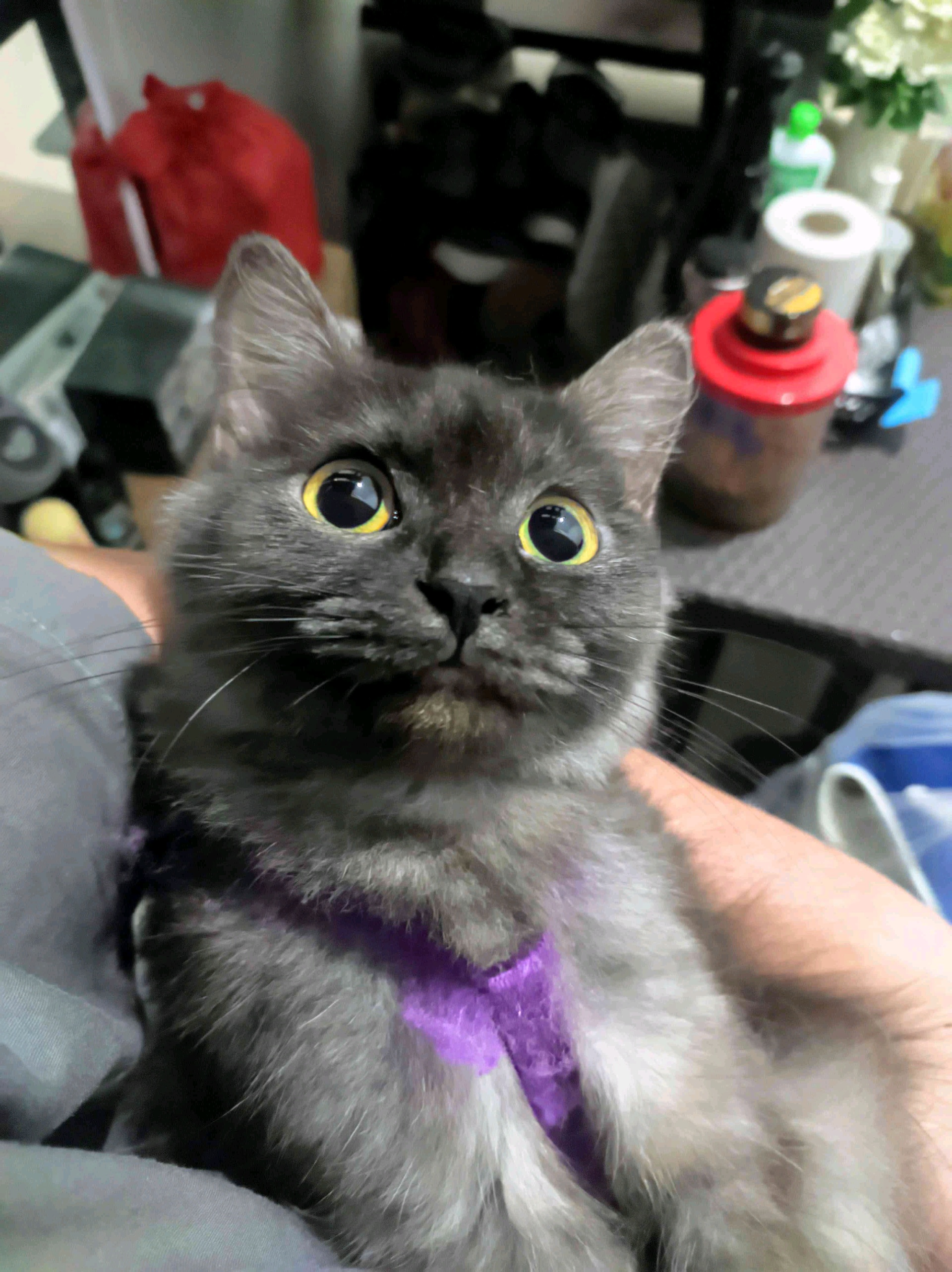 Calvin (cros111.lens) Lens social identity (.lens handle) PFP