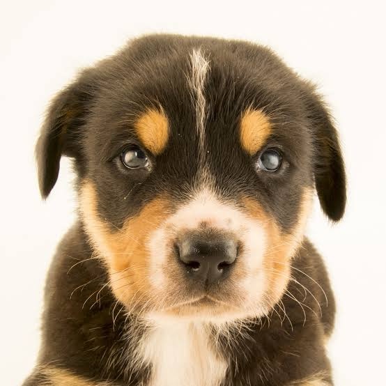 Isai (saibit.lens) Lens social identity (.lens handle) PFP