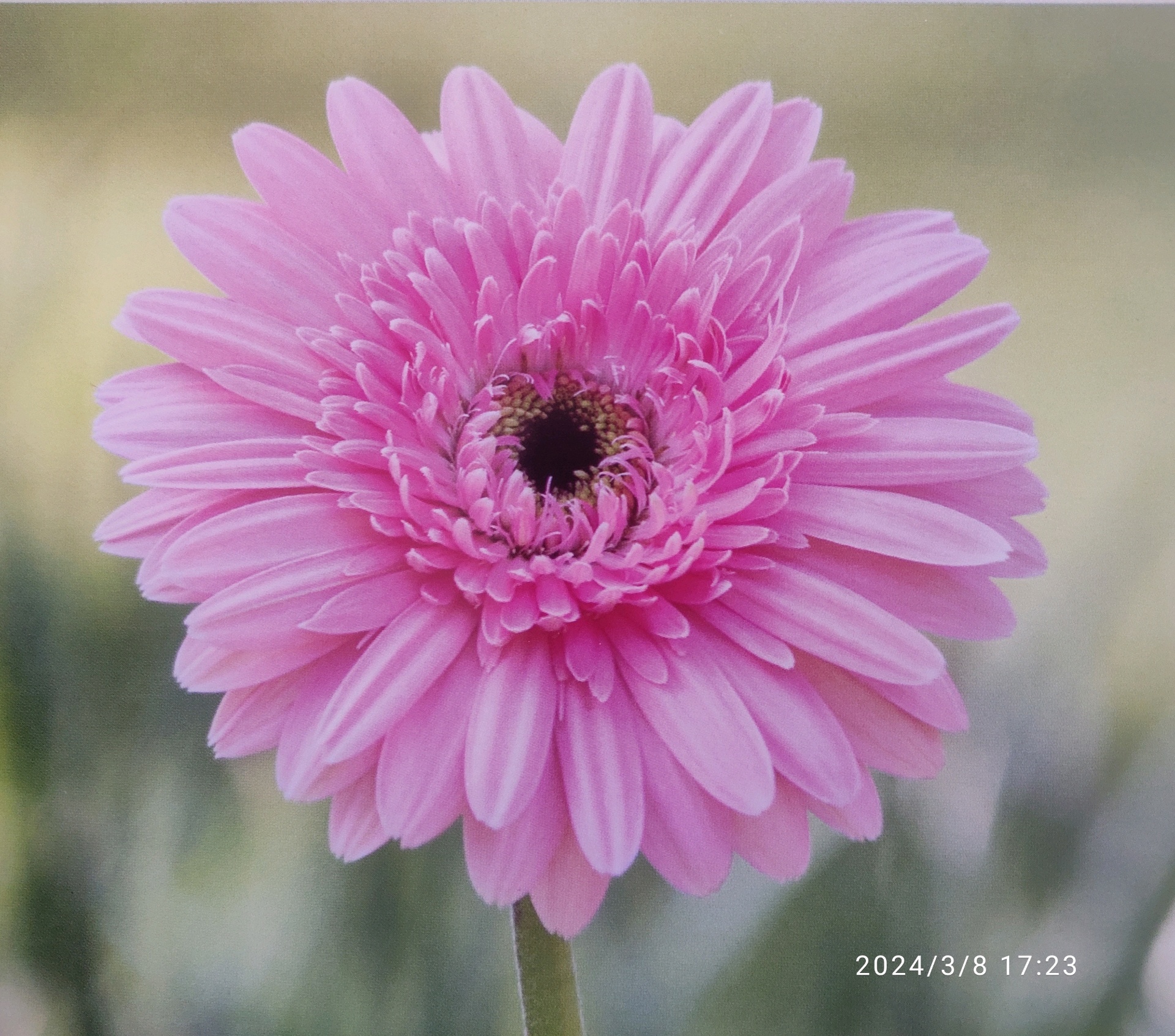 InFoBus (infobus4668.lens) Lens social identity (.lens handle) PFP