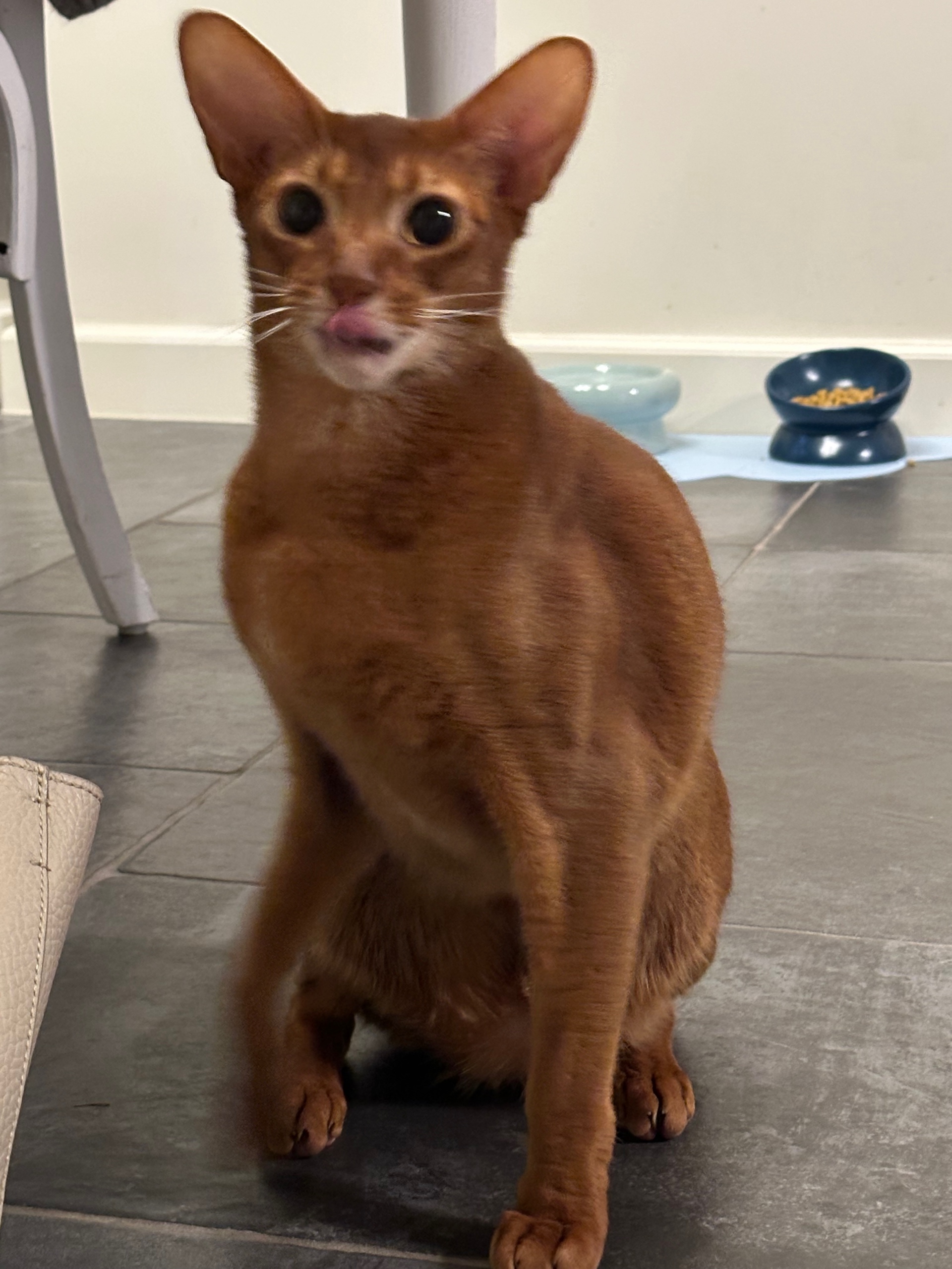 0xohno (ohnohno.lens) Lens social identity (.lens handle) PFP