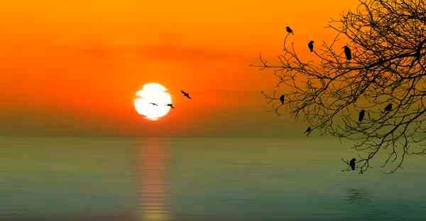 riddi (weewa.lens) Lens social identity (.lens handle) PFP