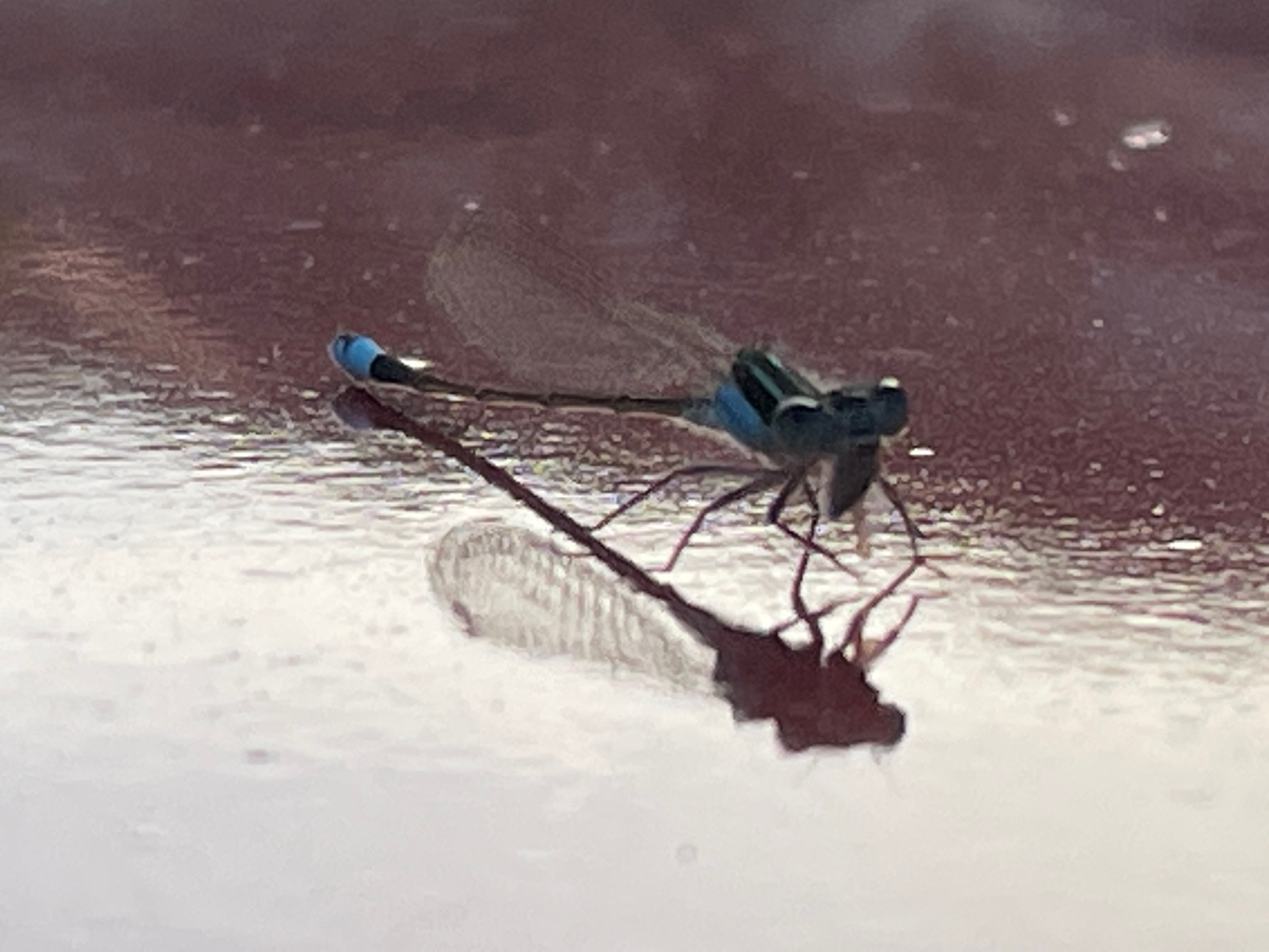 WarrantedWitt (ybc01.lens) Lens social identity (.lens handle) PFP