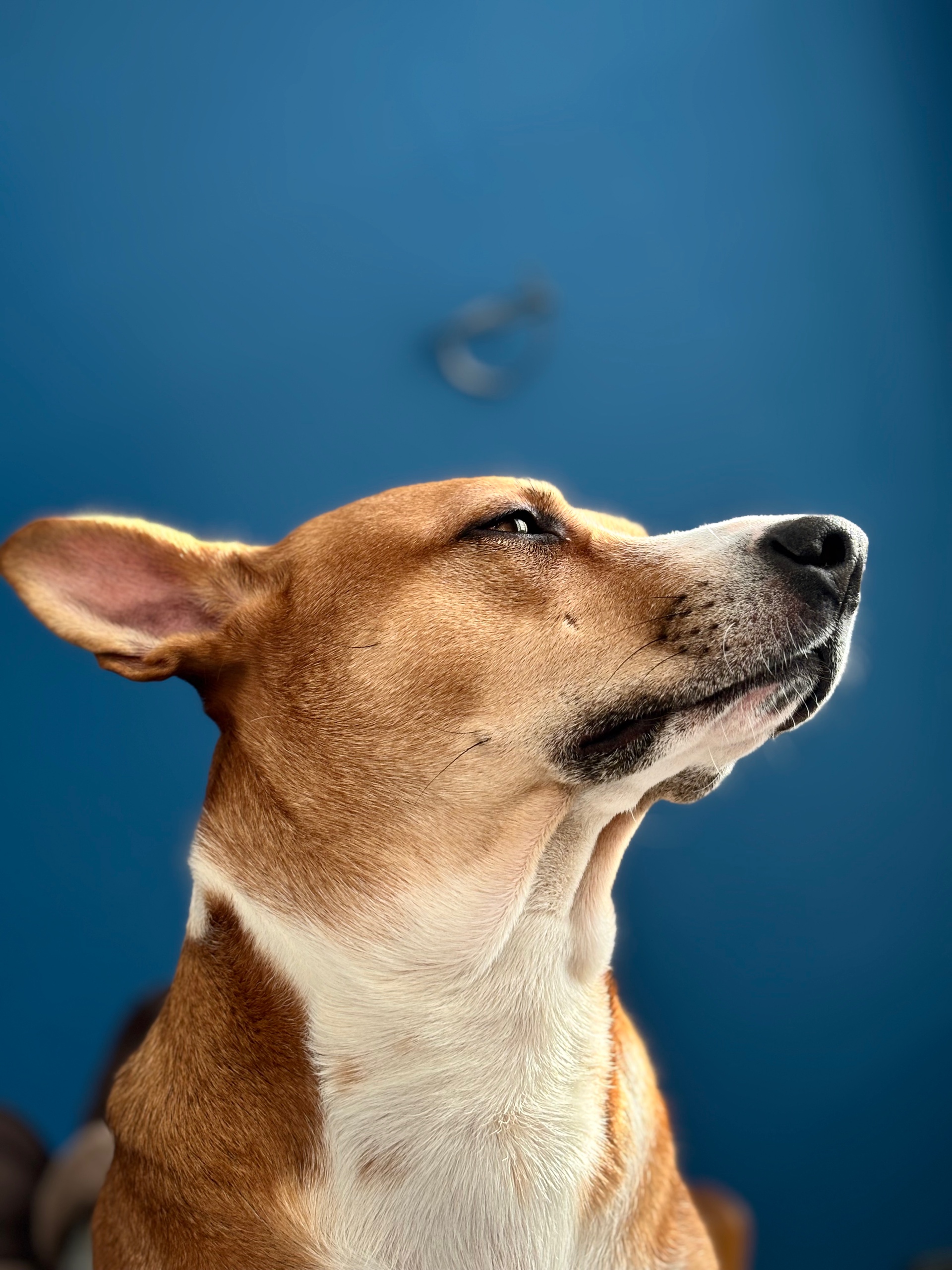 nazarkosv (nazarkosv.lens) Lens social identity (.lens handle) PFP