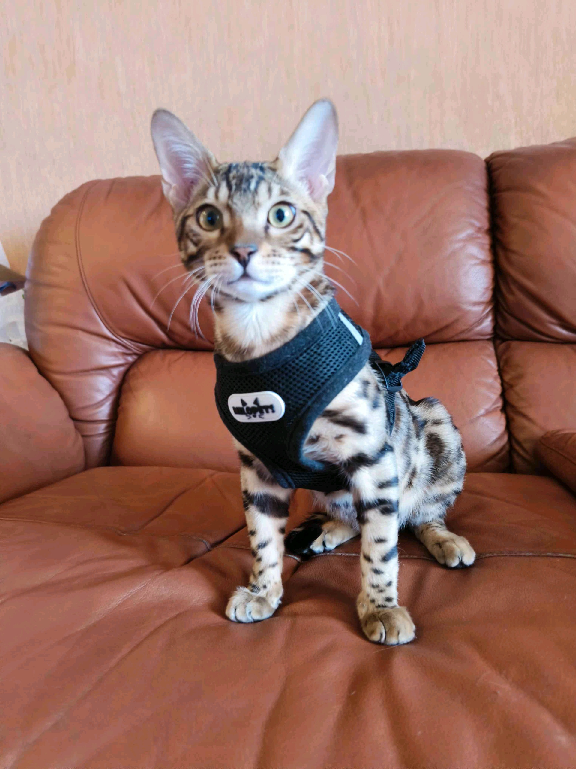 taras5521.base.eth Basenames (.base.eth domains) based on ENS PFP