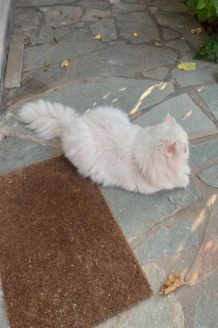 Luna kassidy (lunakassidy.lens) Lens social identity (.lens handle) PFP