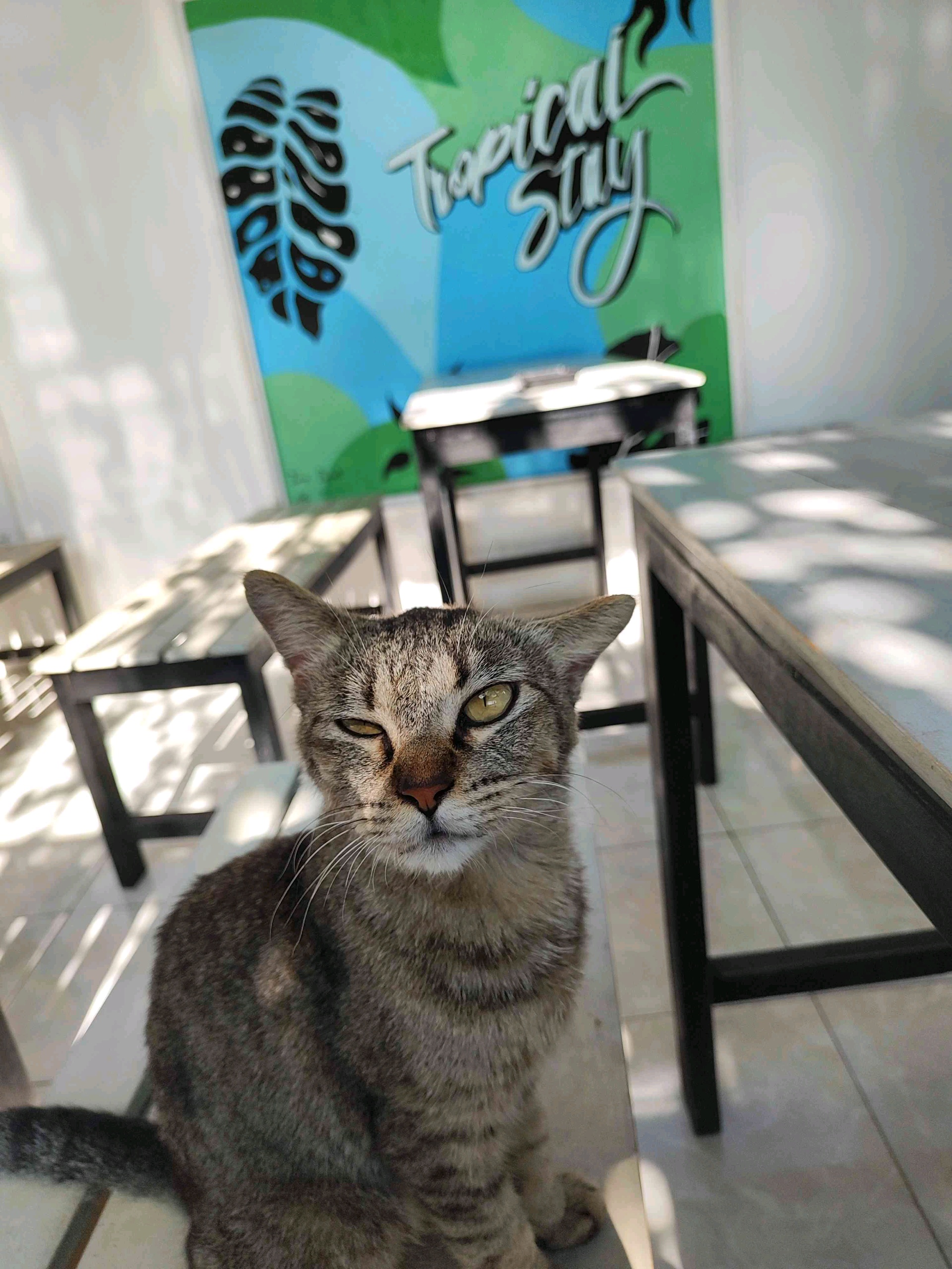 EssejKallop (essejkallop.lens) Lens social identity (.lens handle) PFP