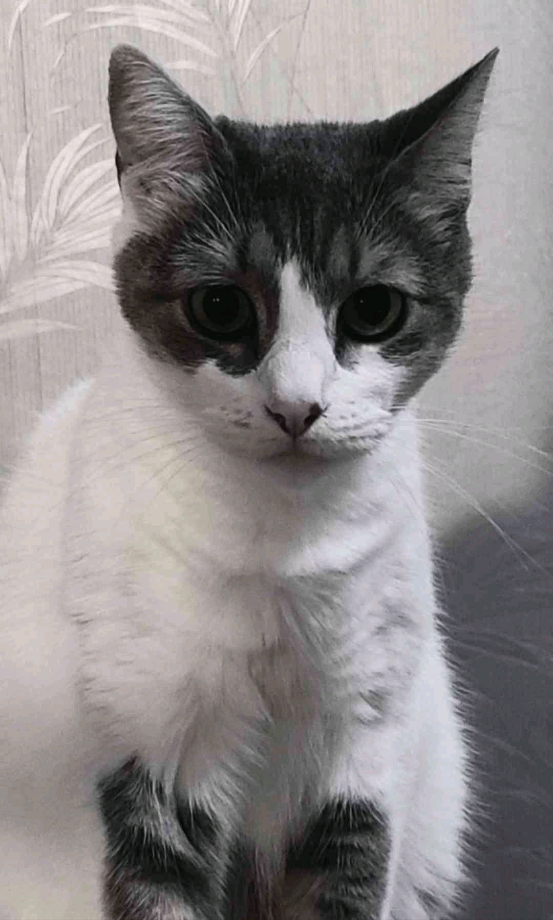 arpacrypto (arpacrypto.lens) Lens social identity (.lens handle) PFP