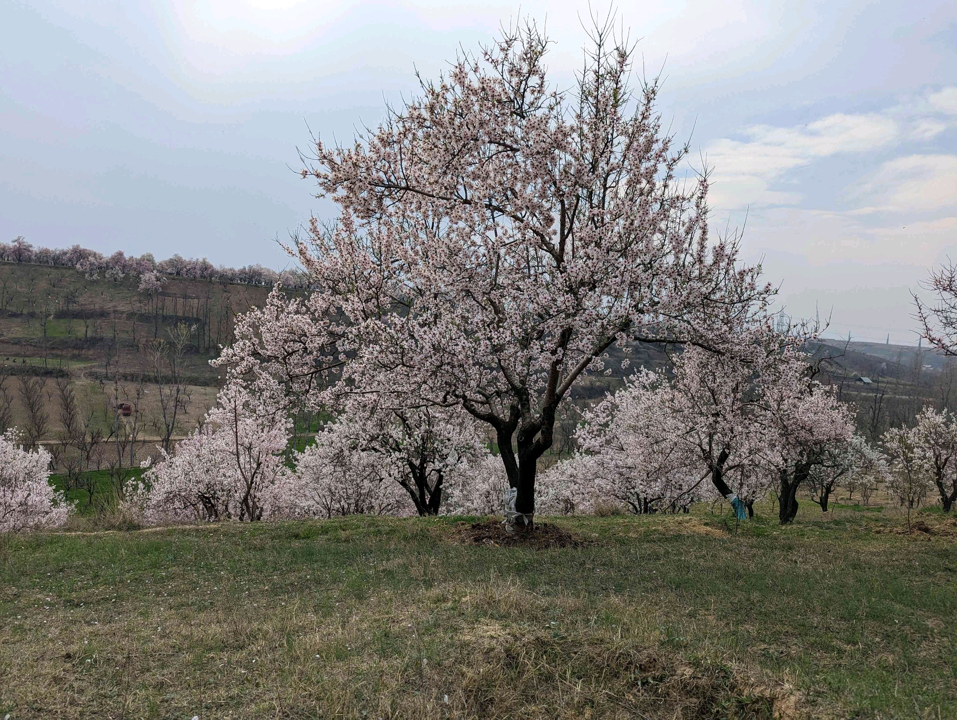 smb863.lens Lens social identity (.lens handle) PFP