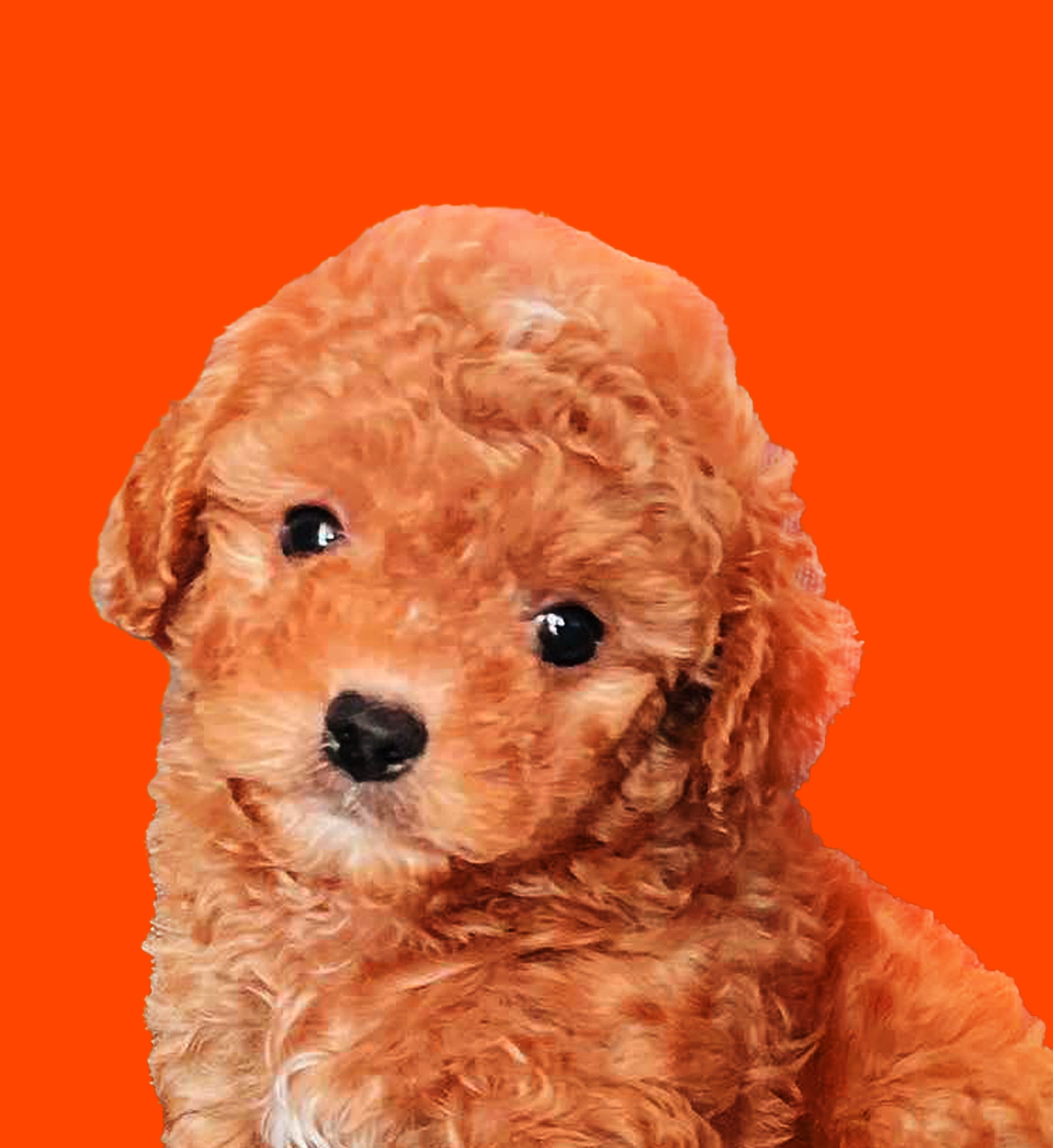 RHYS (rhysmnddyy.lens) Lens social identity (.lens handle) PFP