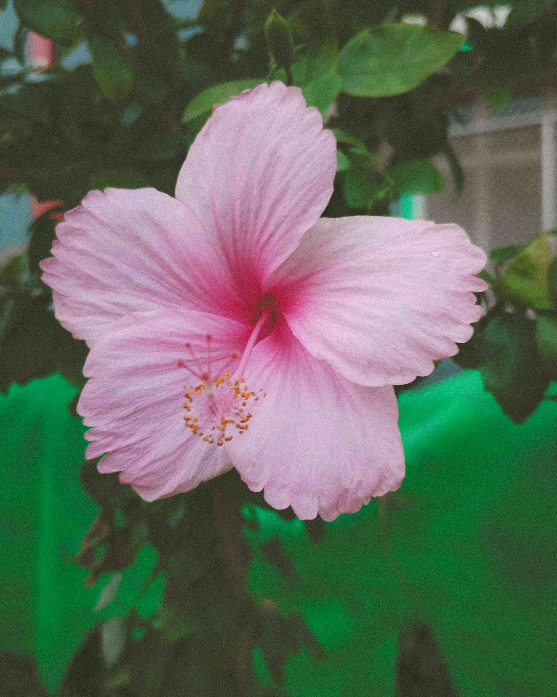 adityaa (okaditya.lens) Lens social identity (.lens handle) PFP