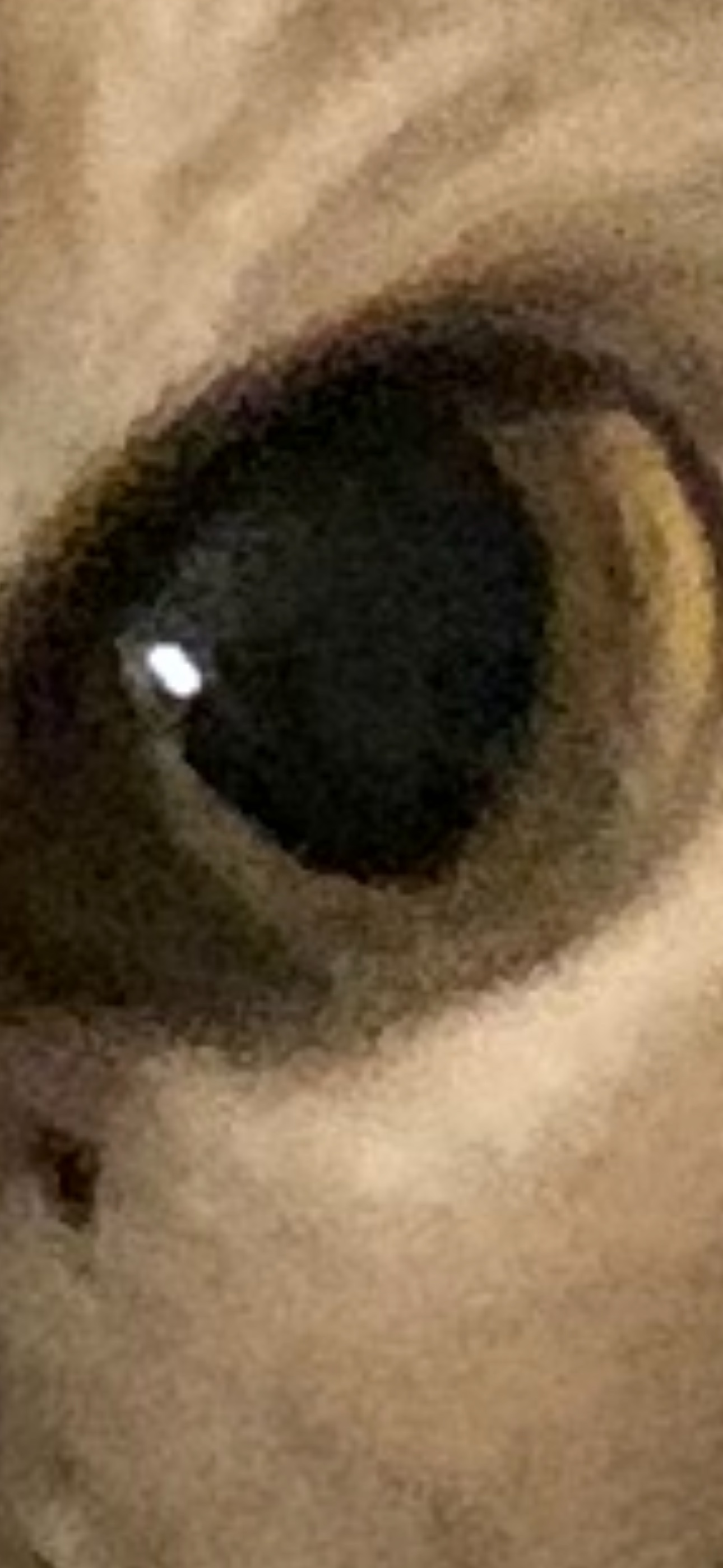 spacetaint (spacetaint.lens) Lens social identity (.lens handle) PFP