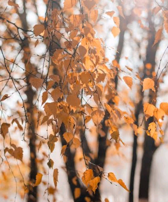 Rogue Minion (rogueminion.lens) Lens social identity (.lens handle) PFP