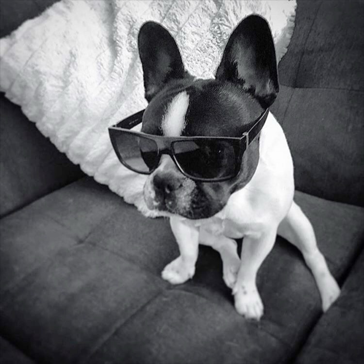 Stella The Frenchie (stellathefrenchie.lens) Lens social identity (.lens handle) PFP