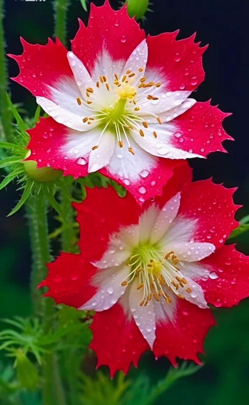 Ahmad (ahmadfawad.lens) Lens social identity (.lens handle) PFP