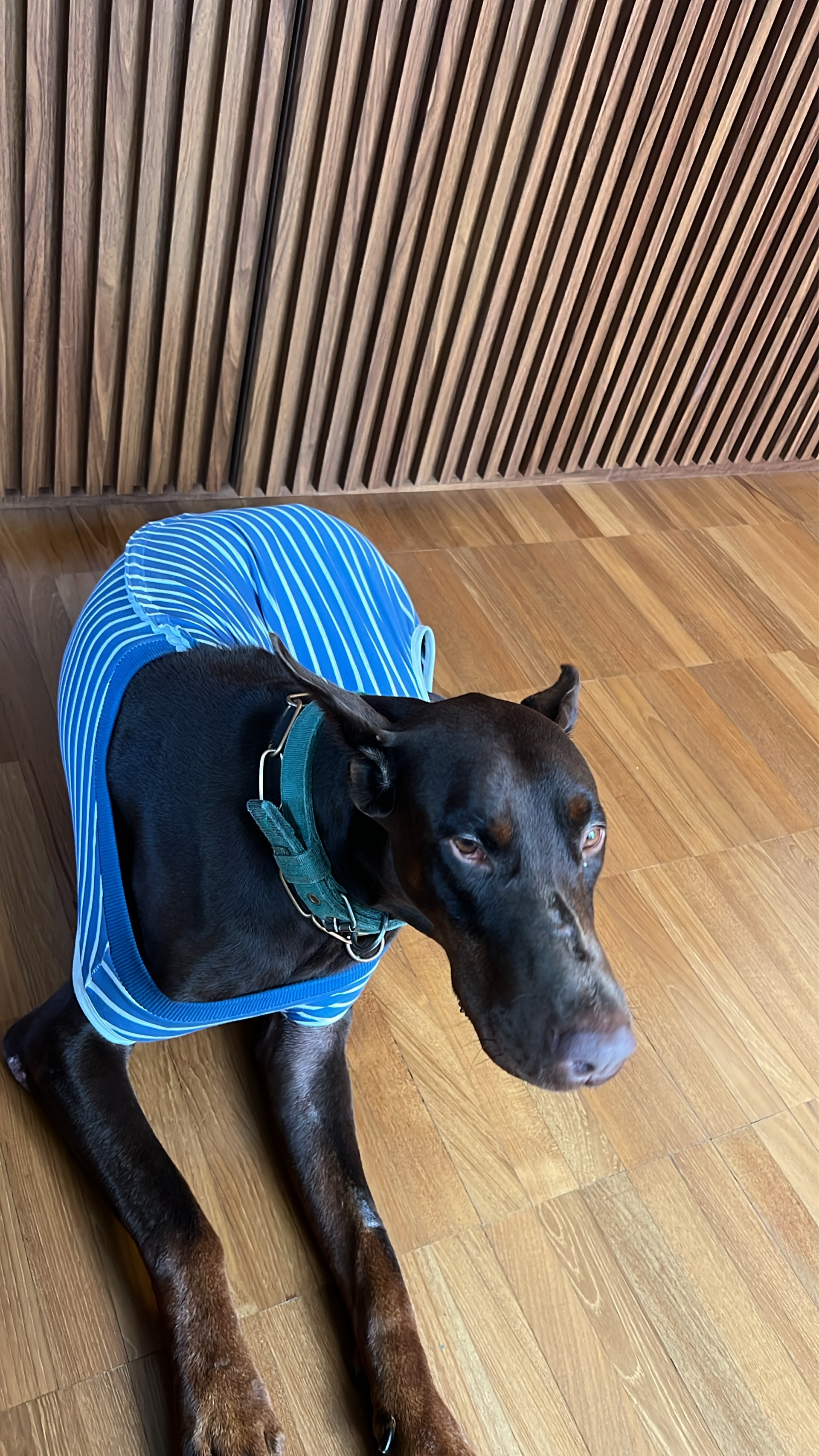 Rookie (rookie44.lens) Lens social identity (.lens handle) PFP