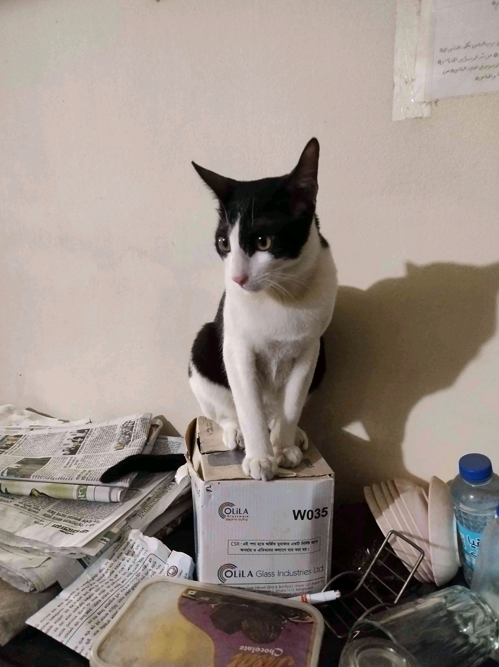 siamsayed (siamsayed.lens) Lens social identity (.lens handle) PFP