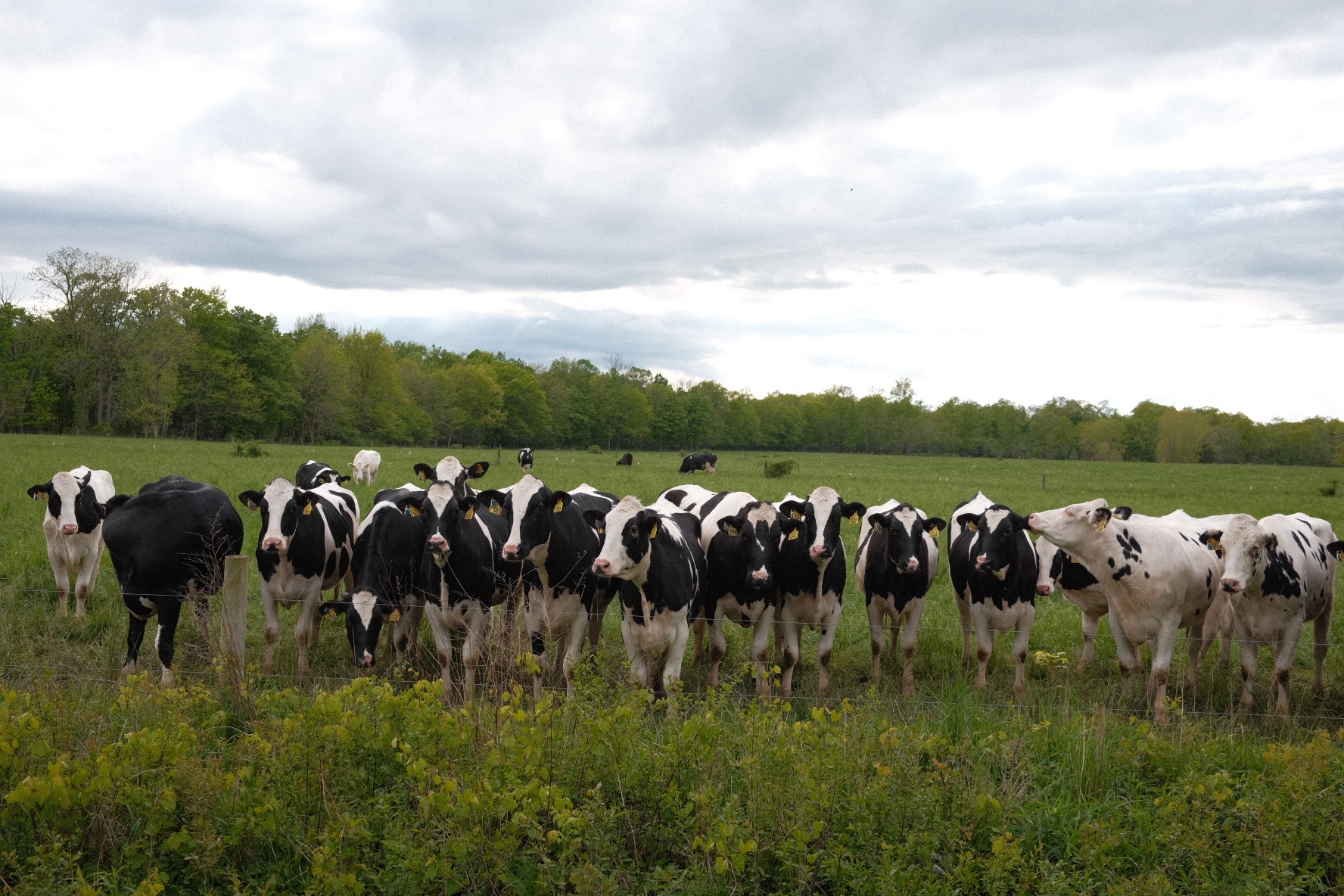 seanlatt (seanlatt.lens) Lens social identity (.lens handle) PFP