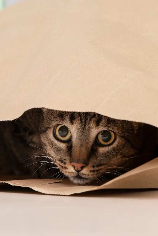 Xara (xaraa.lens) Lens social identity (.lens handle) PFP