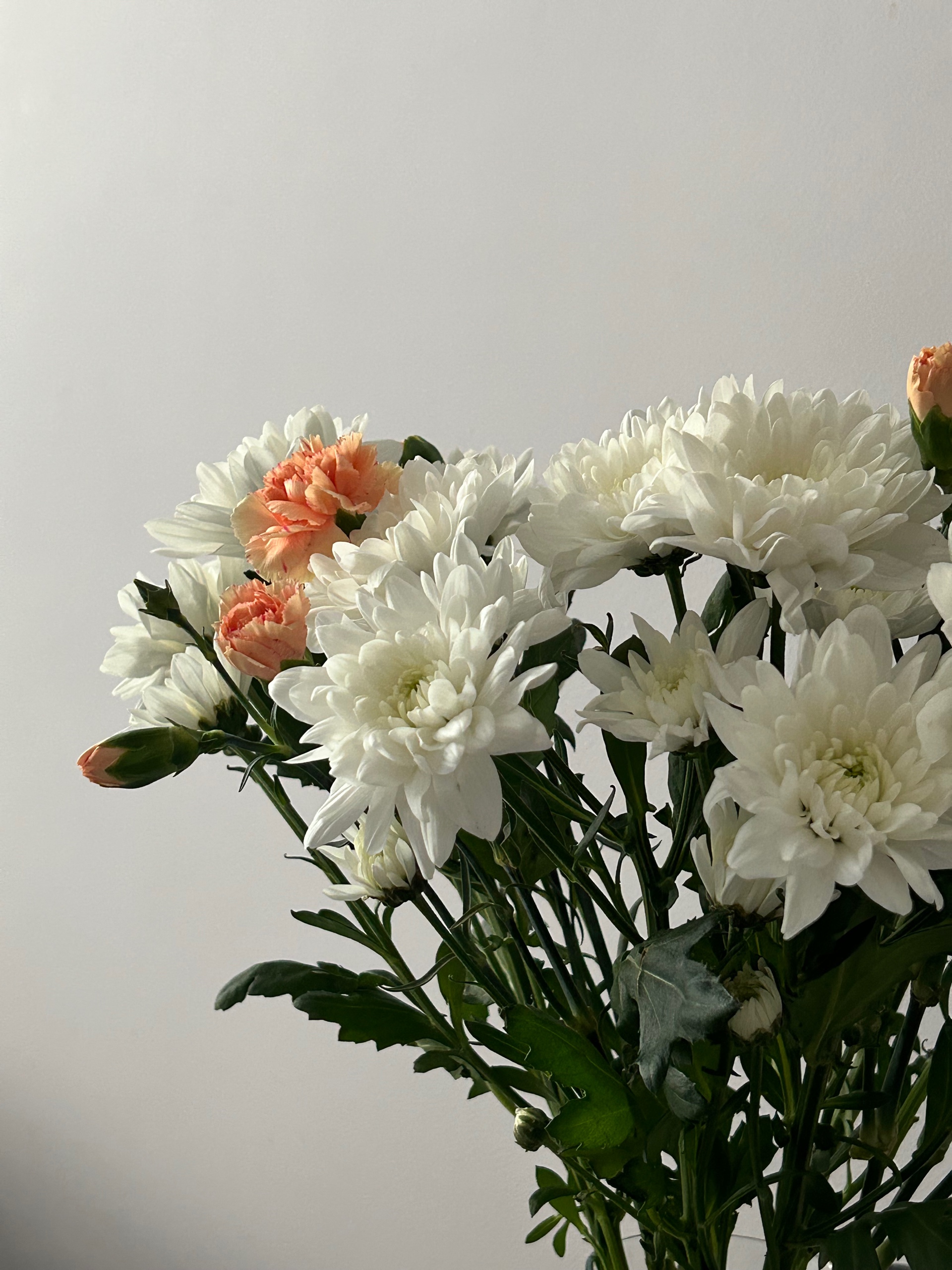 SofiG (sofig.lens) Lens social identity (.lens handle) PFP