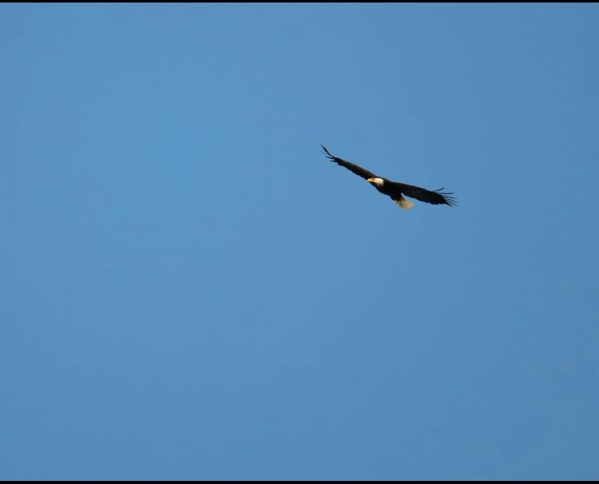 pewadjiwonokwe (pewadjiwonokwe.lens) Lens social identity (.lens handle) PFP