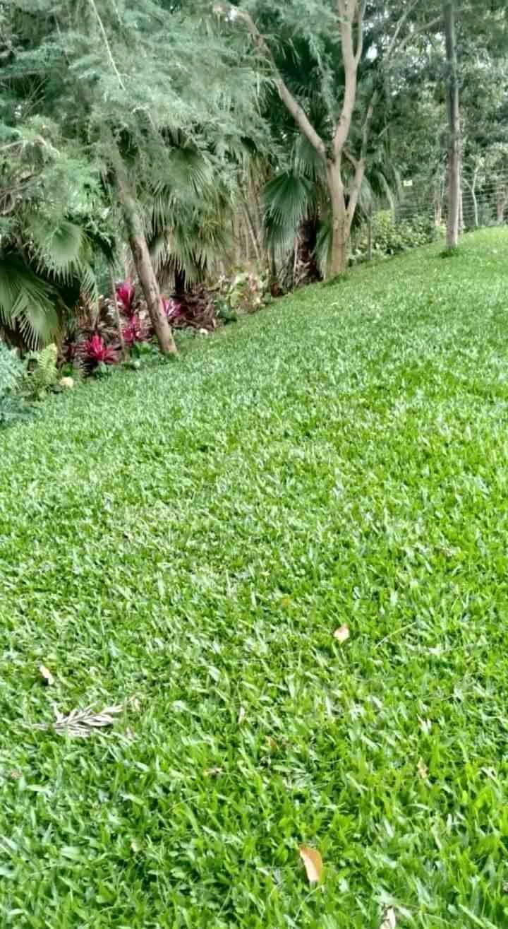 Nick (nichol.lens) Lens social identity (.lens handle) PFP