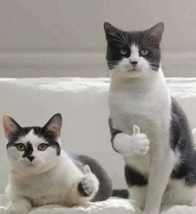 Tung Chau (tungcv.lens) Lens social identity (.lens handle) PFP