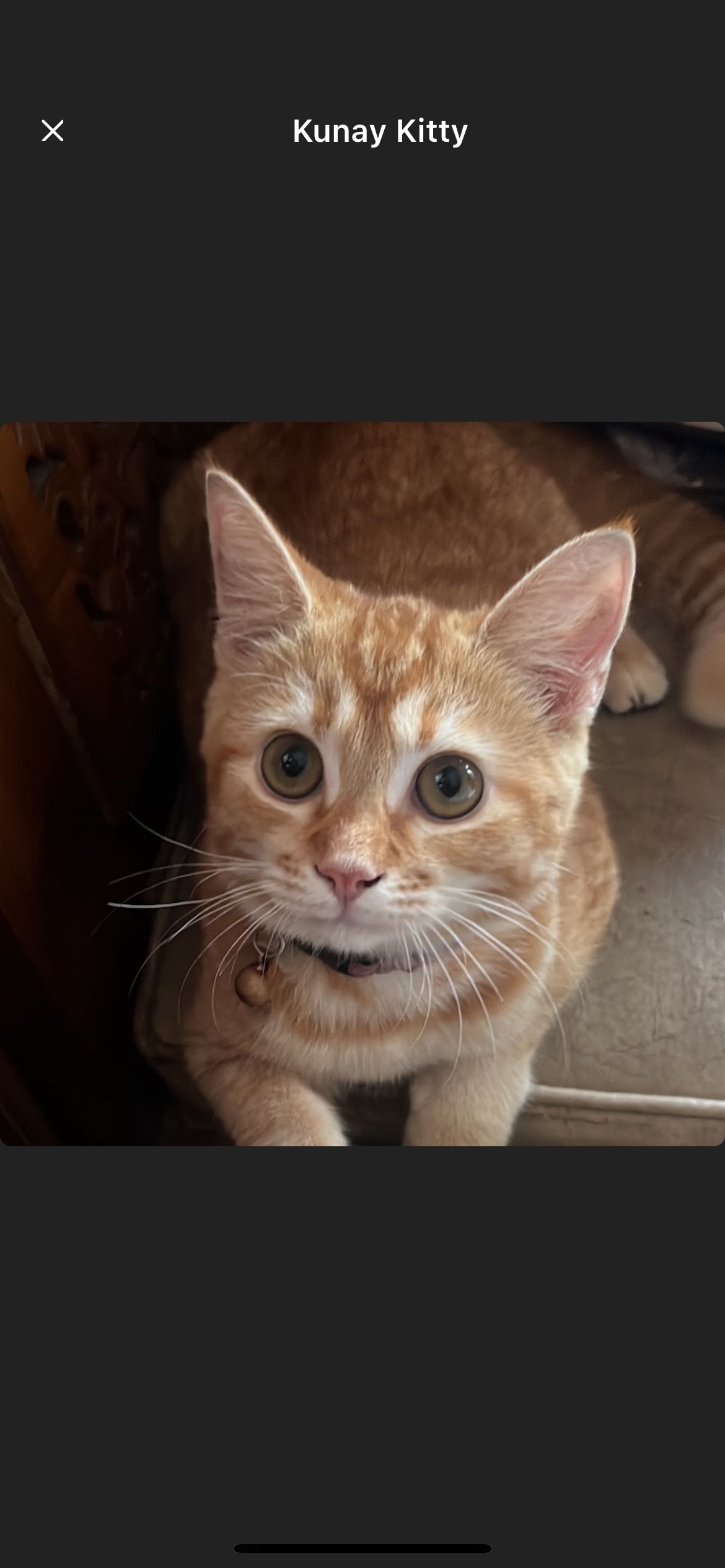 Kunkitty (kunkitty.lens) Lens social identity (.lens handle) PFP