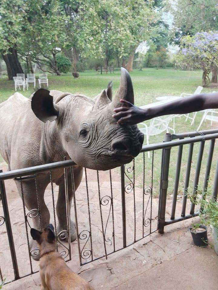 Crypto4Rhinos (malloys.lens) Lens social identity (.lens handle) PFP