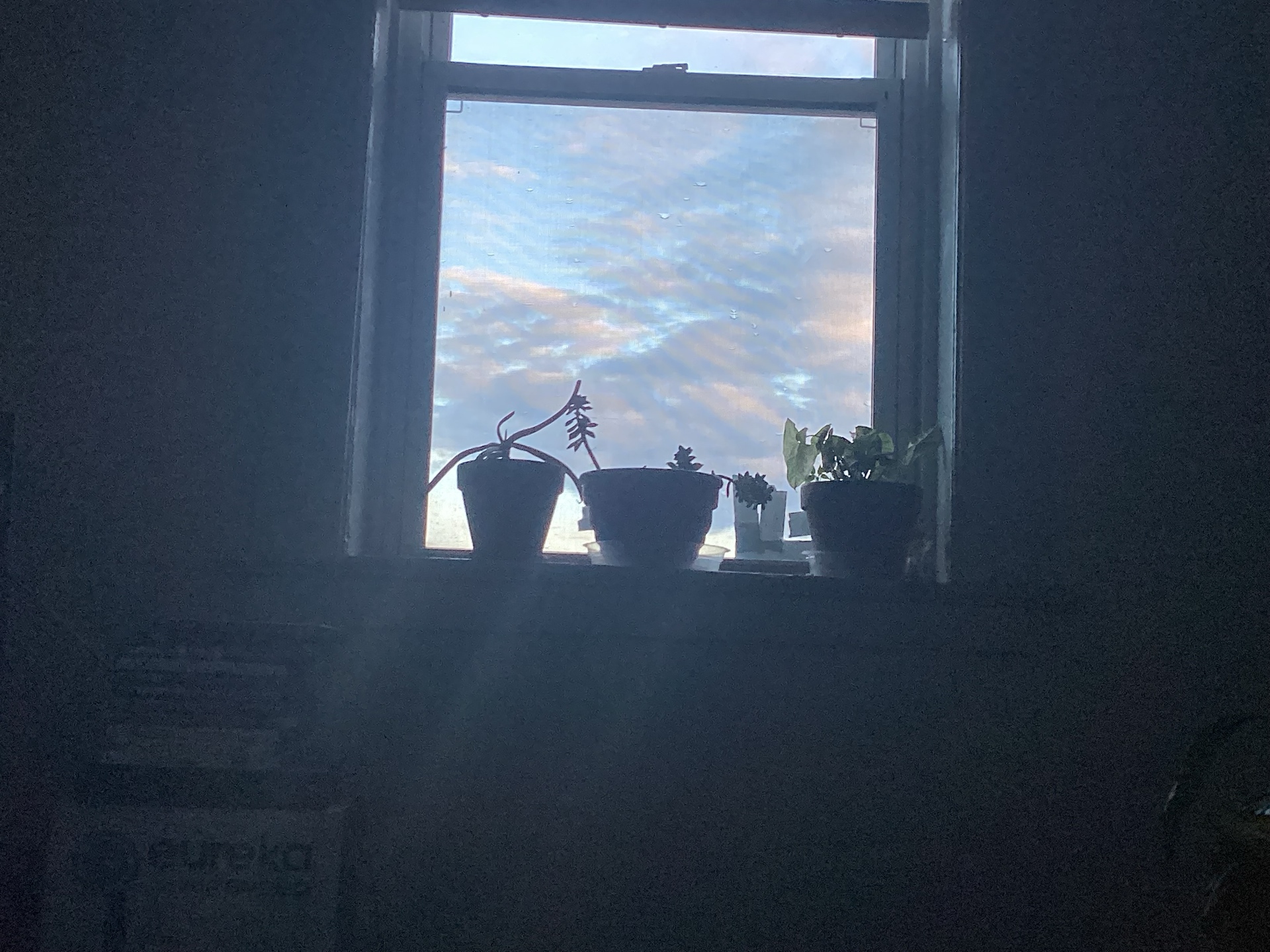 ZaZ (zayiii.lens) Lens social identity (.lens handle) PFP