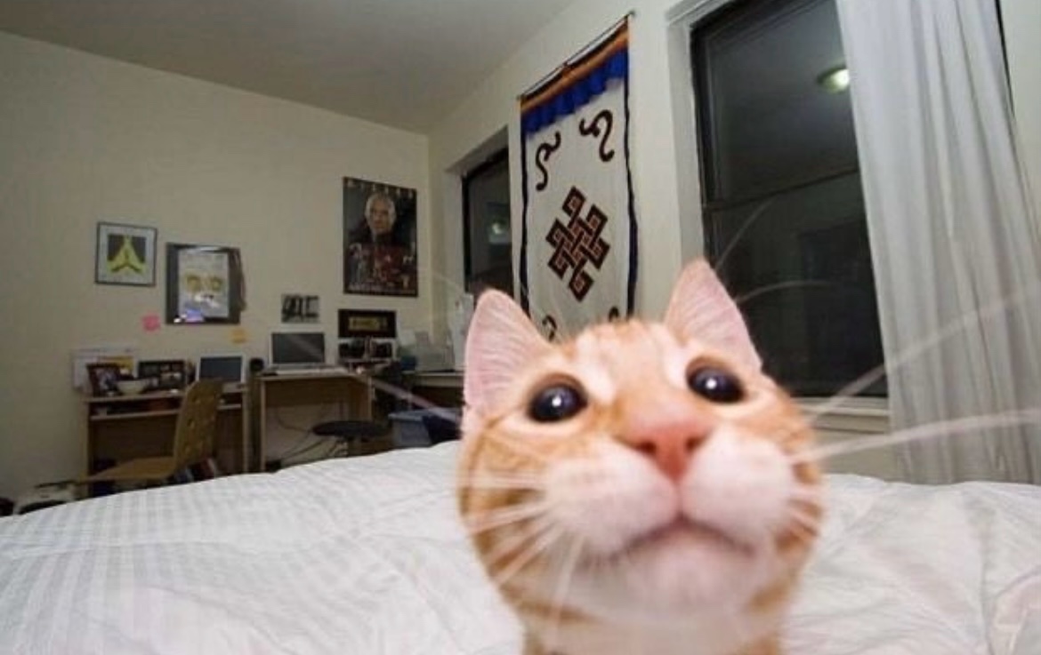 Kambing (kambeing.lens) Lens social identity (.lens handle) PFP