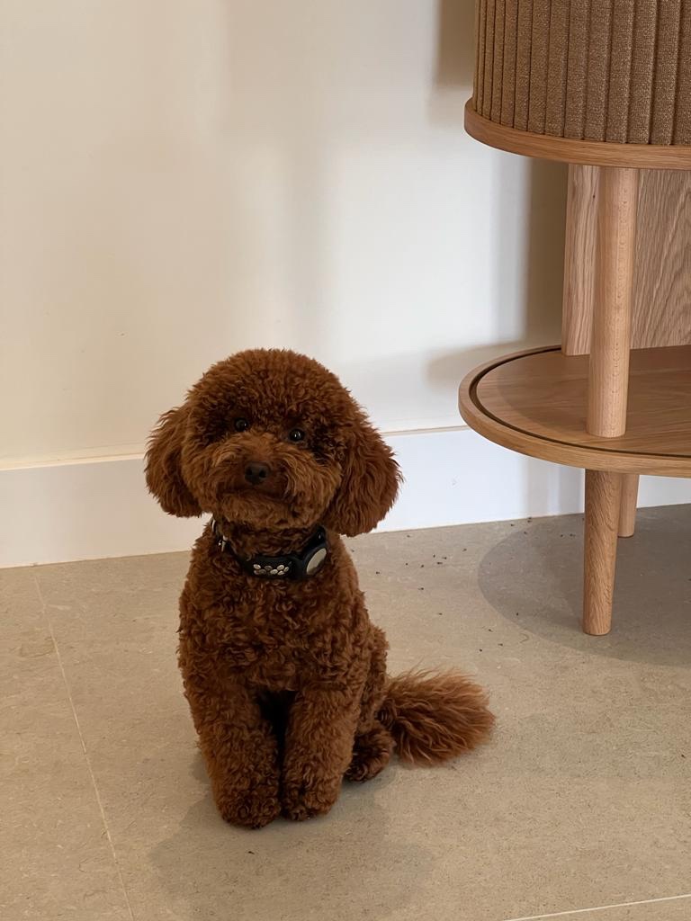 Almaz (ta2theha.lens) Lens social identity (.lens handle) PFP