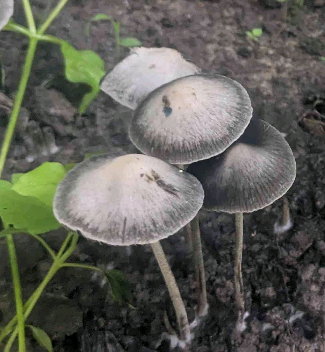 memushroom (toxicspot.lens) Lens social identity (.lens handle) PFP