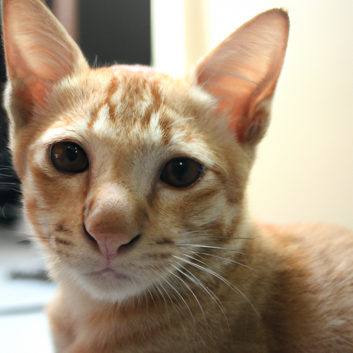 macinnda (mccann.lens) Lens social identity (.lens handle) PFP