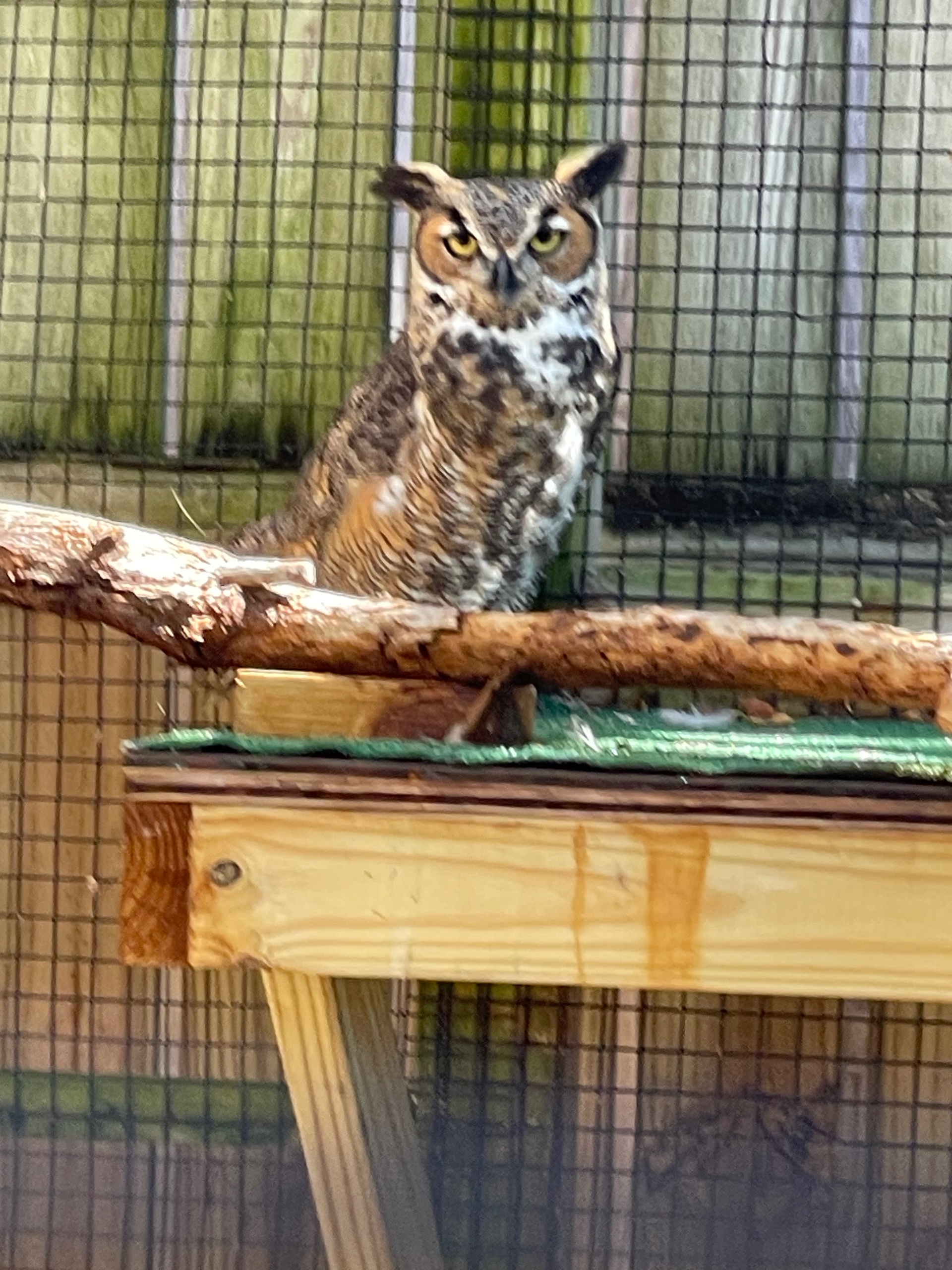 Ghostlyowl (shoshie.lens) Lens social identity (.lens handle) PFP