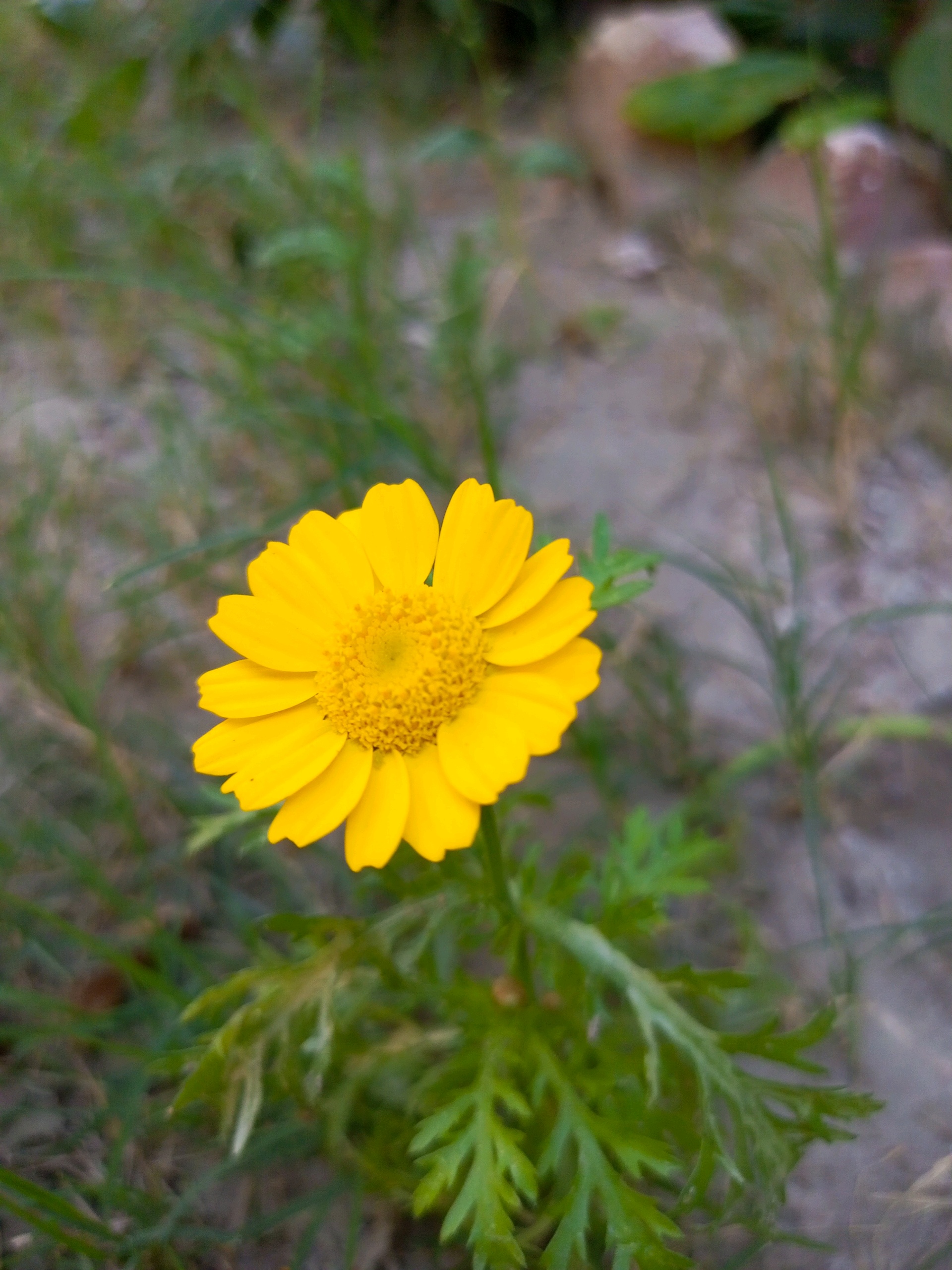 sahmed (mrsiri.lens) Lens social identity (.lens handle) PFP