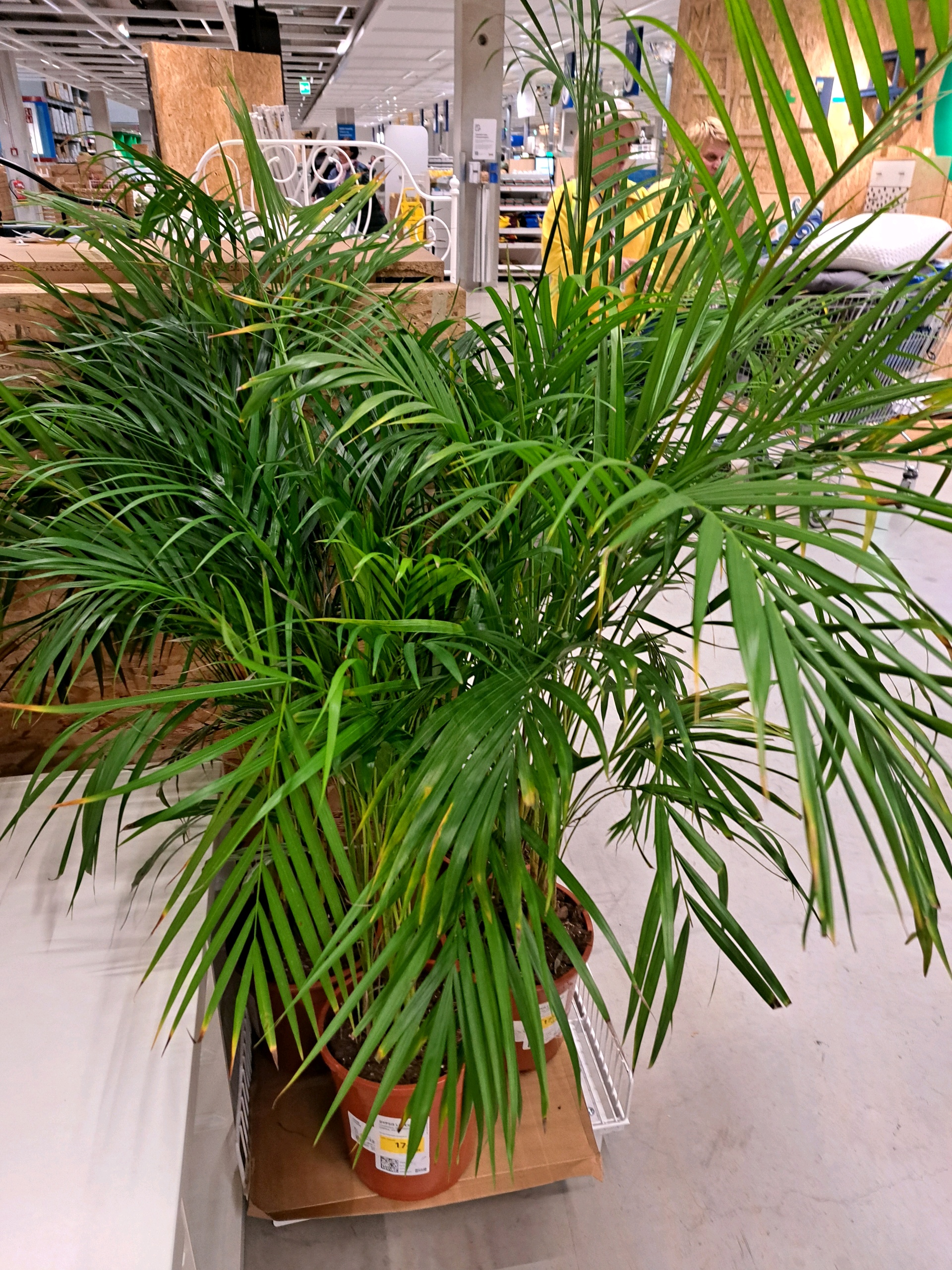 DFH (dfh013.lens) Lens social identity (.lens handle) PFP