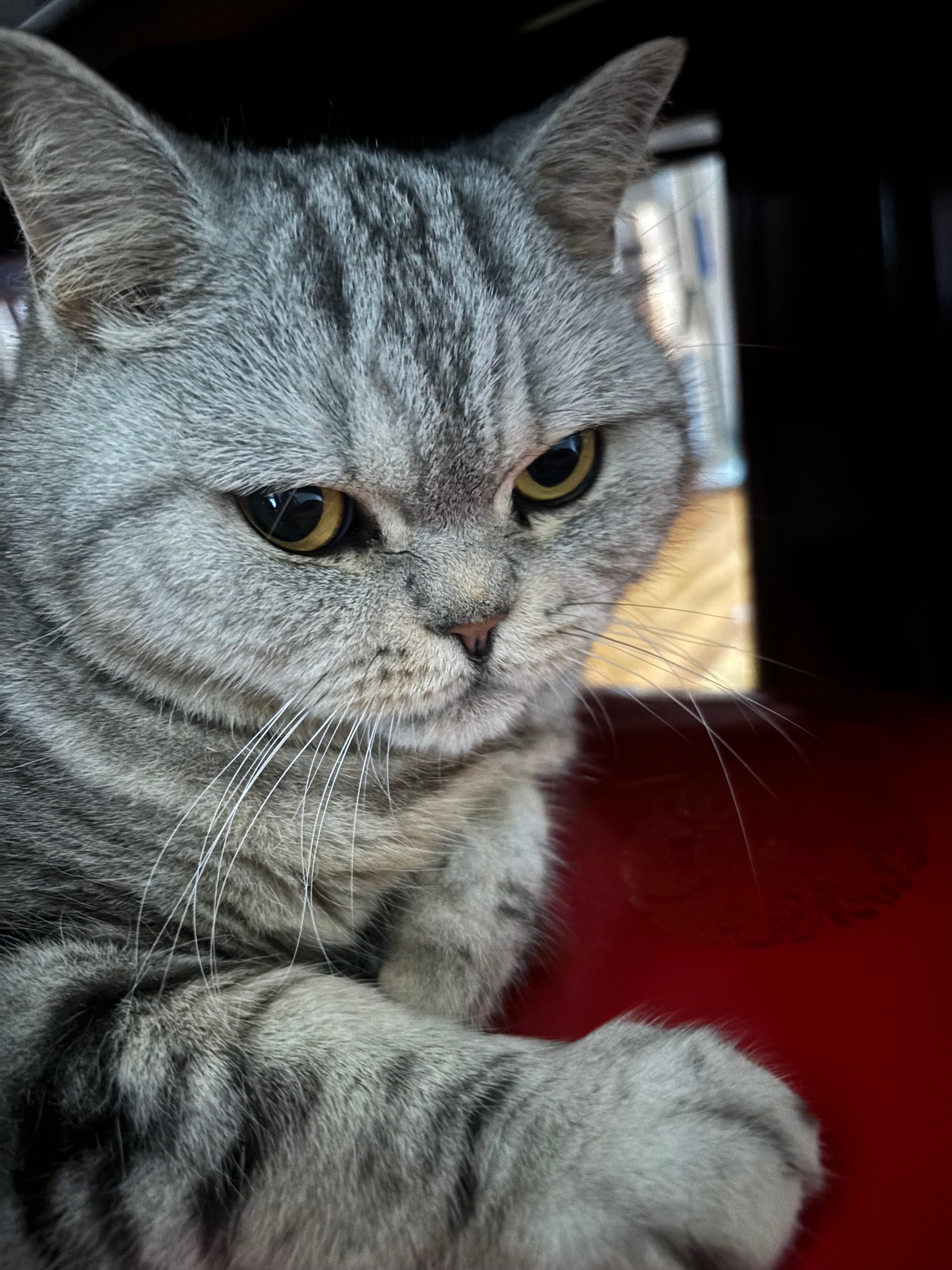 v (paname.lens) Lens social identity (.lens handle) PFP