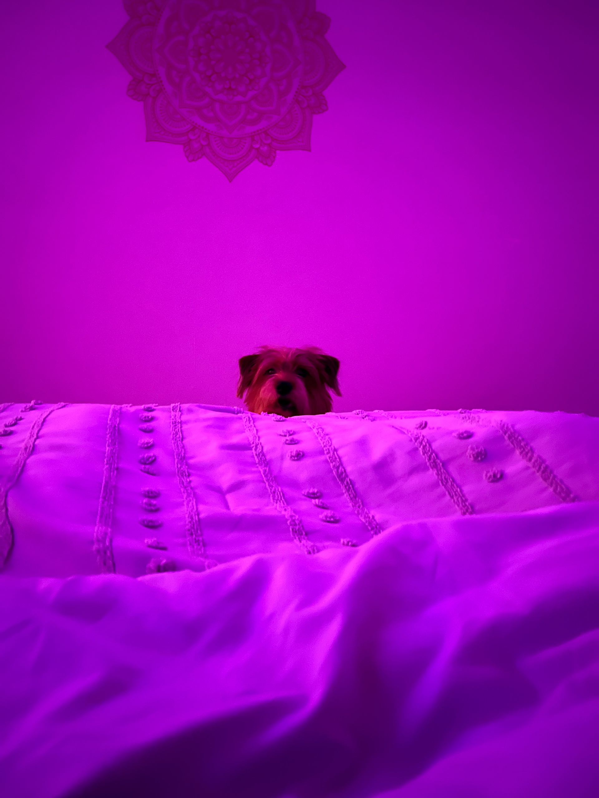 Jelisa Renee (jelisa.lens) Lens social identity (.lens handle) PFP