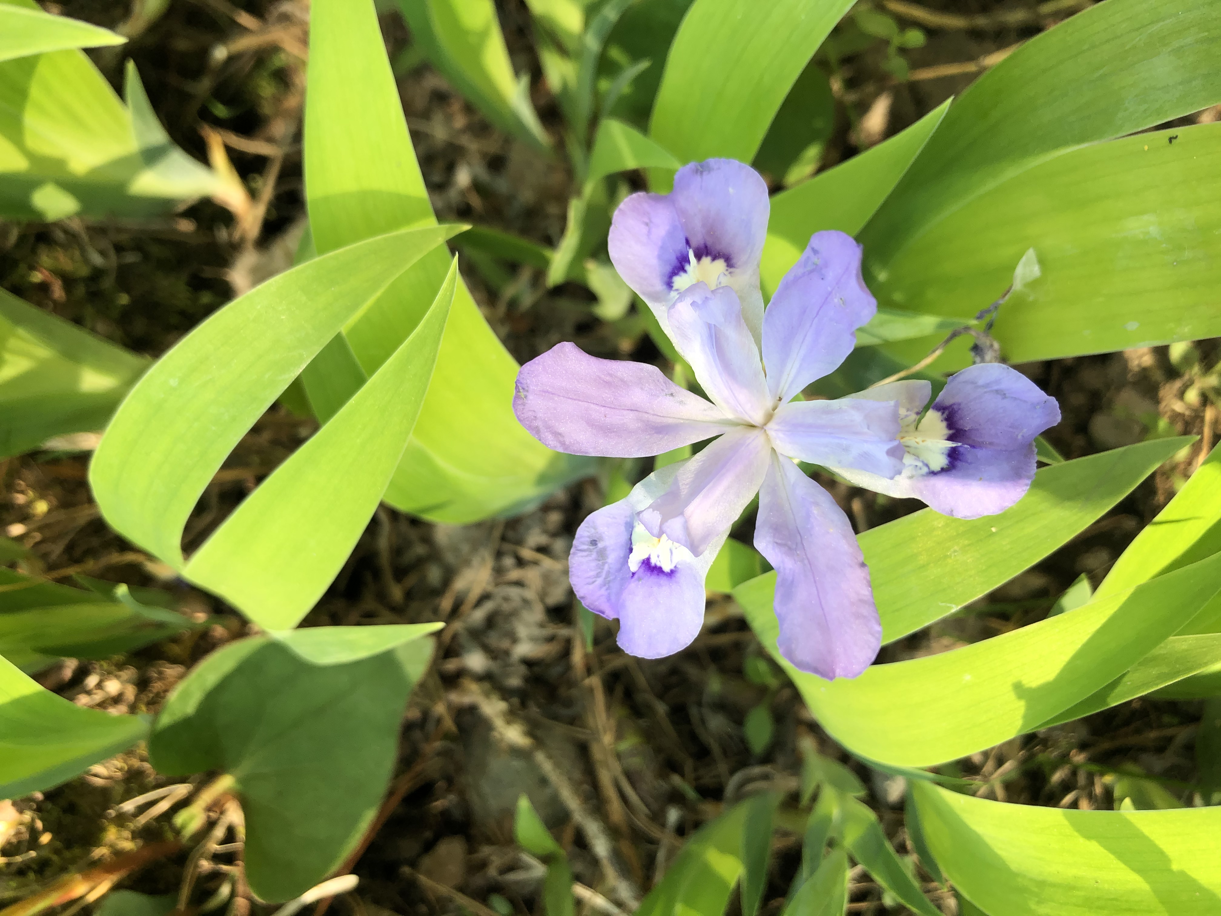 tda (sdaxa.lens) Lens social identity (.lens handle) PFP