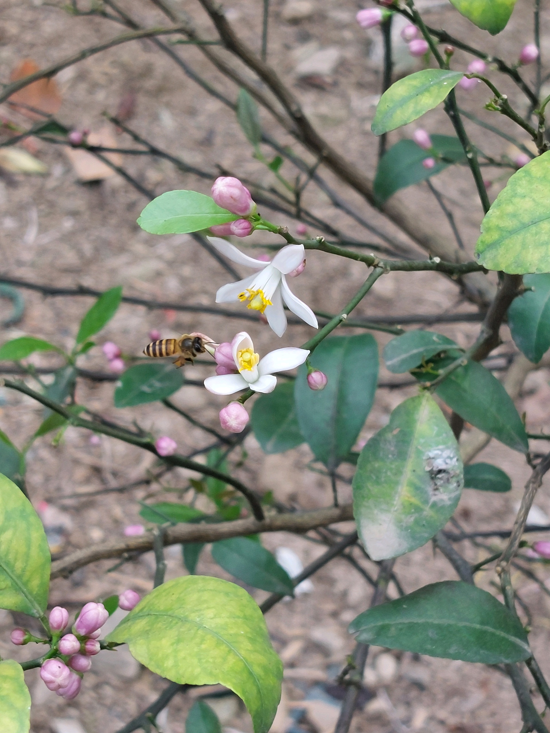 Vanhoi (vanhoi.lens) Lens social identity (.lens handle) PFP