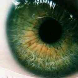 konzo (konzonava.lens) Lens social identity (.lens handle) PFP