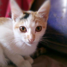 CyberShield (bitdefender.lens) Lens social identity (.lens handle) PFP