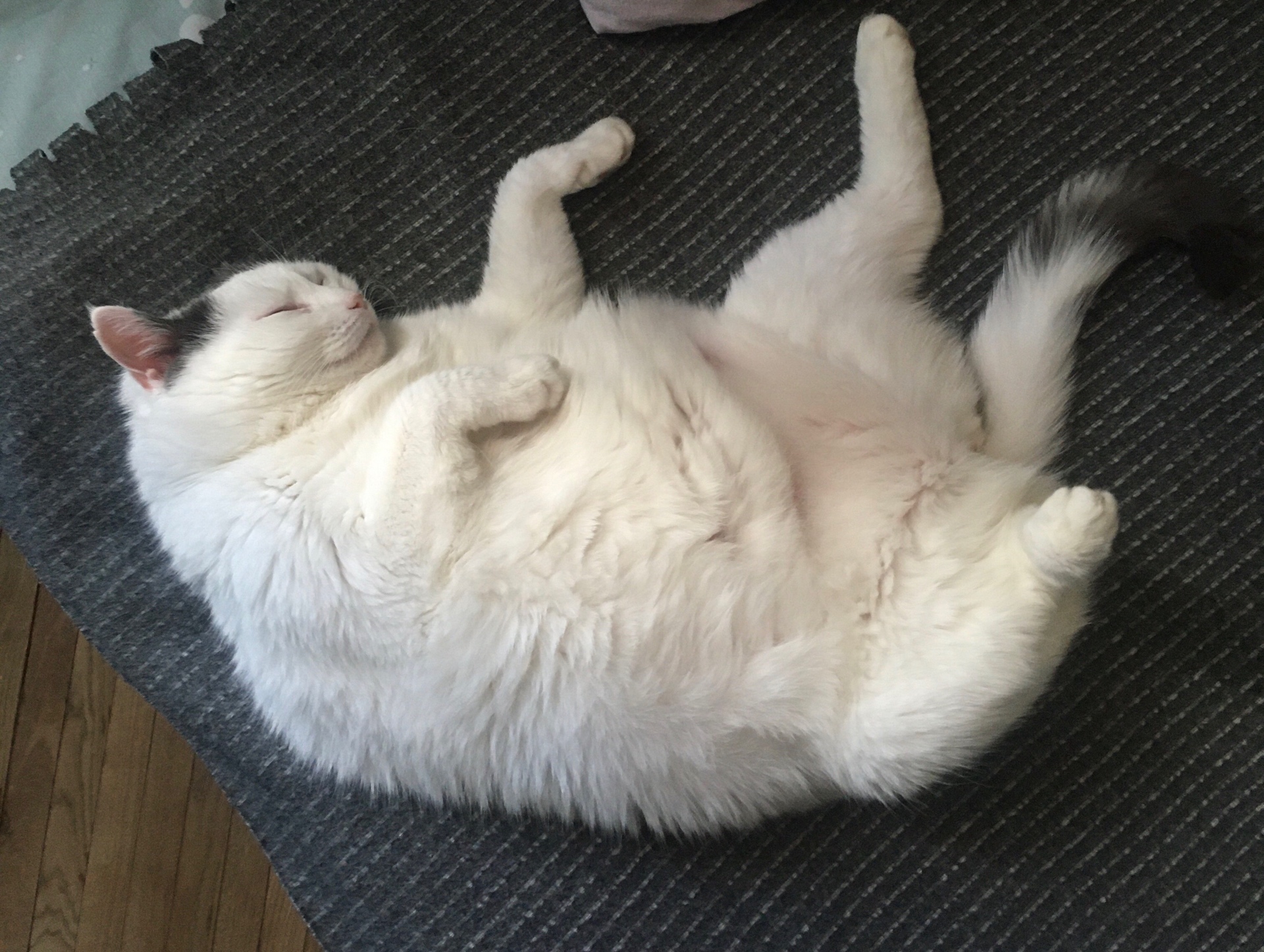 VikLs (vikls.lens) Lens social identity (.lens handle) PFP