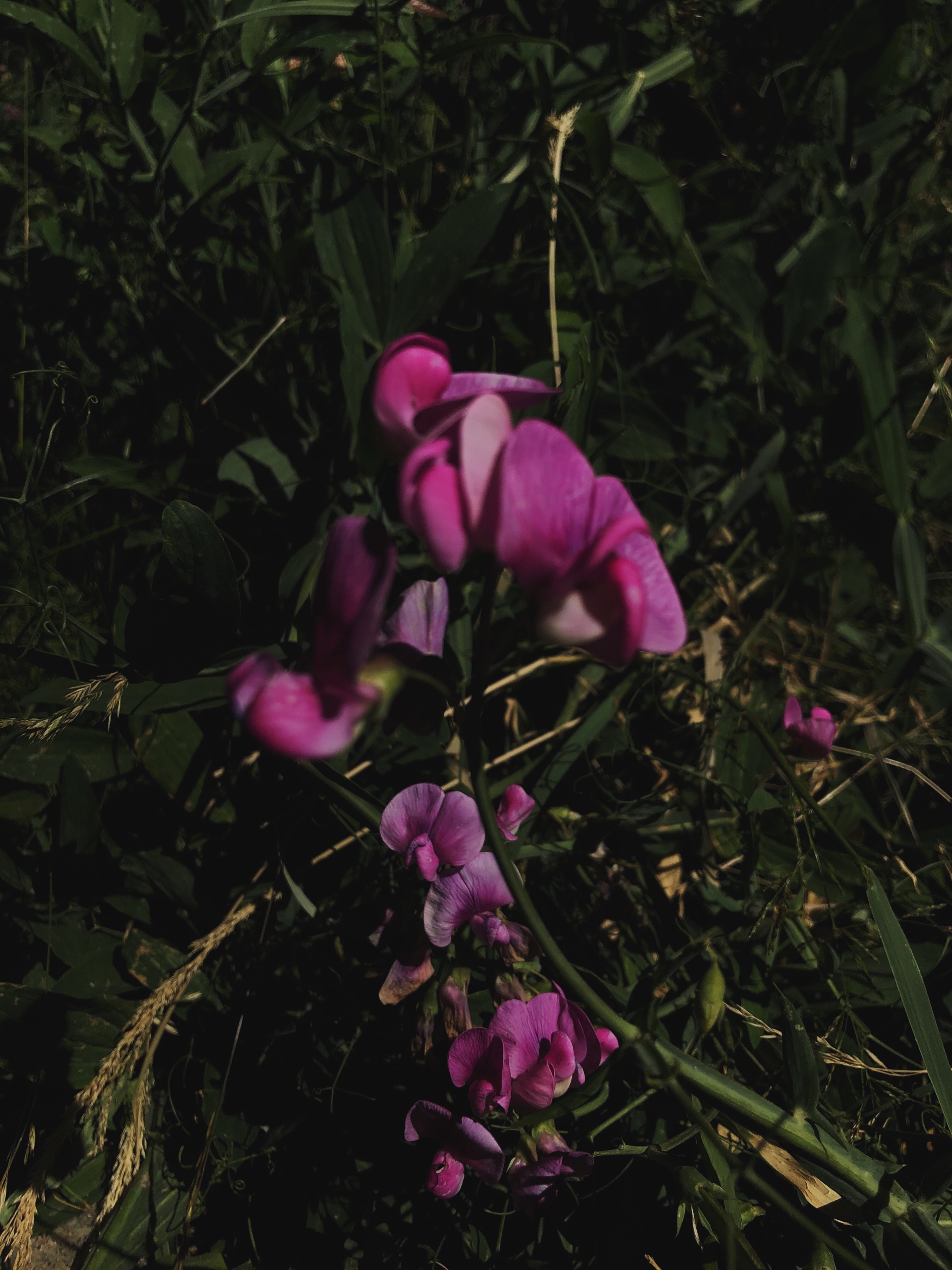 lani (newearth.lens) Lens social identity (.lens handle) PFP