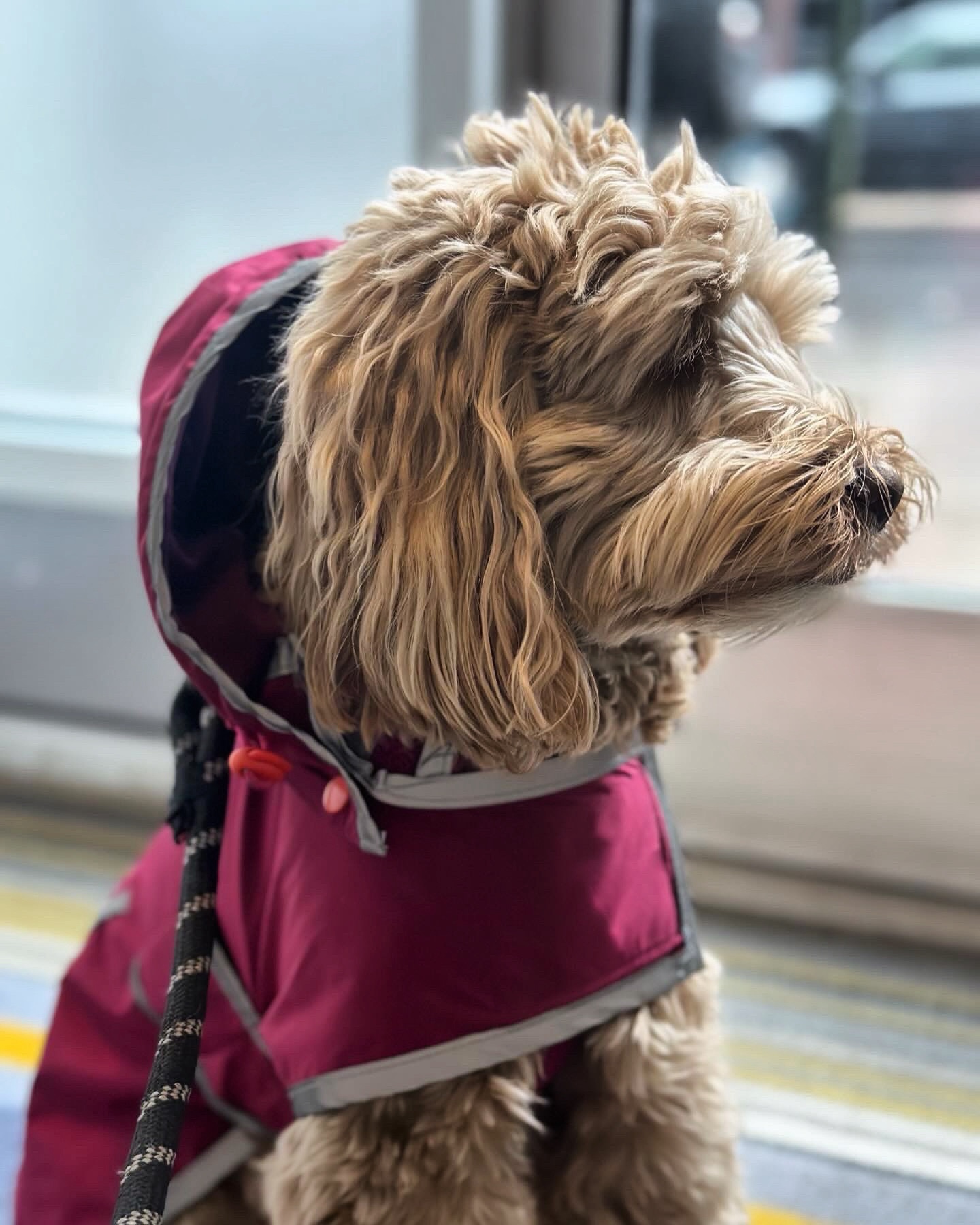 Dave (dgoldzz.lens) Lens social identity (.lens handle) PFP